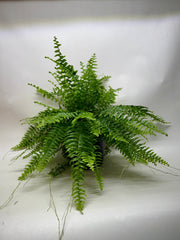 Boston Fern - photo 3