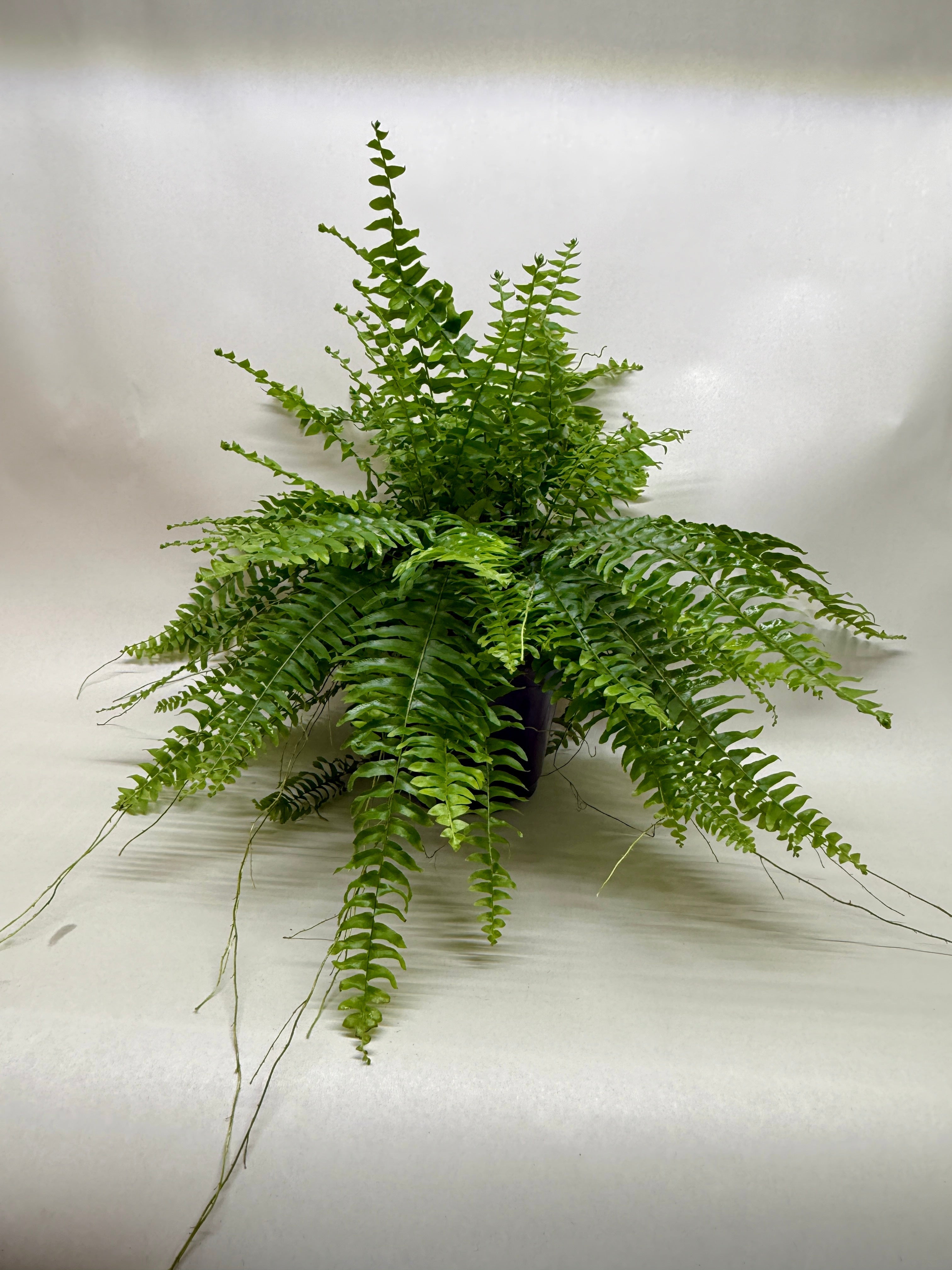 Boston Fern live houseplant