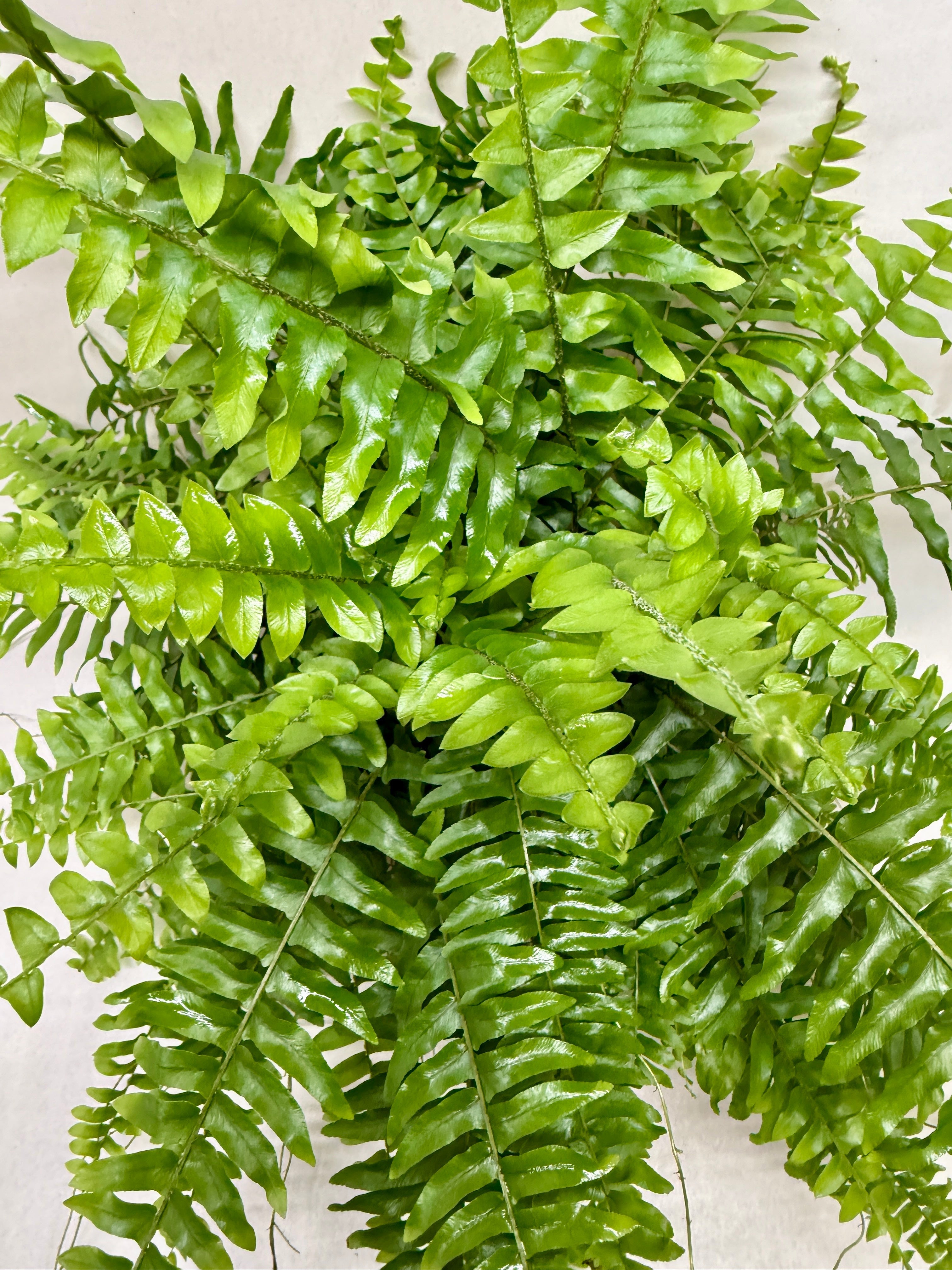 Boston Fern - photo 2