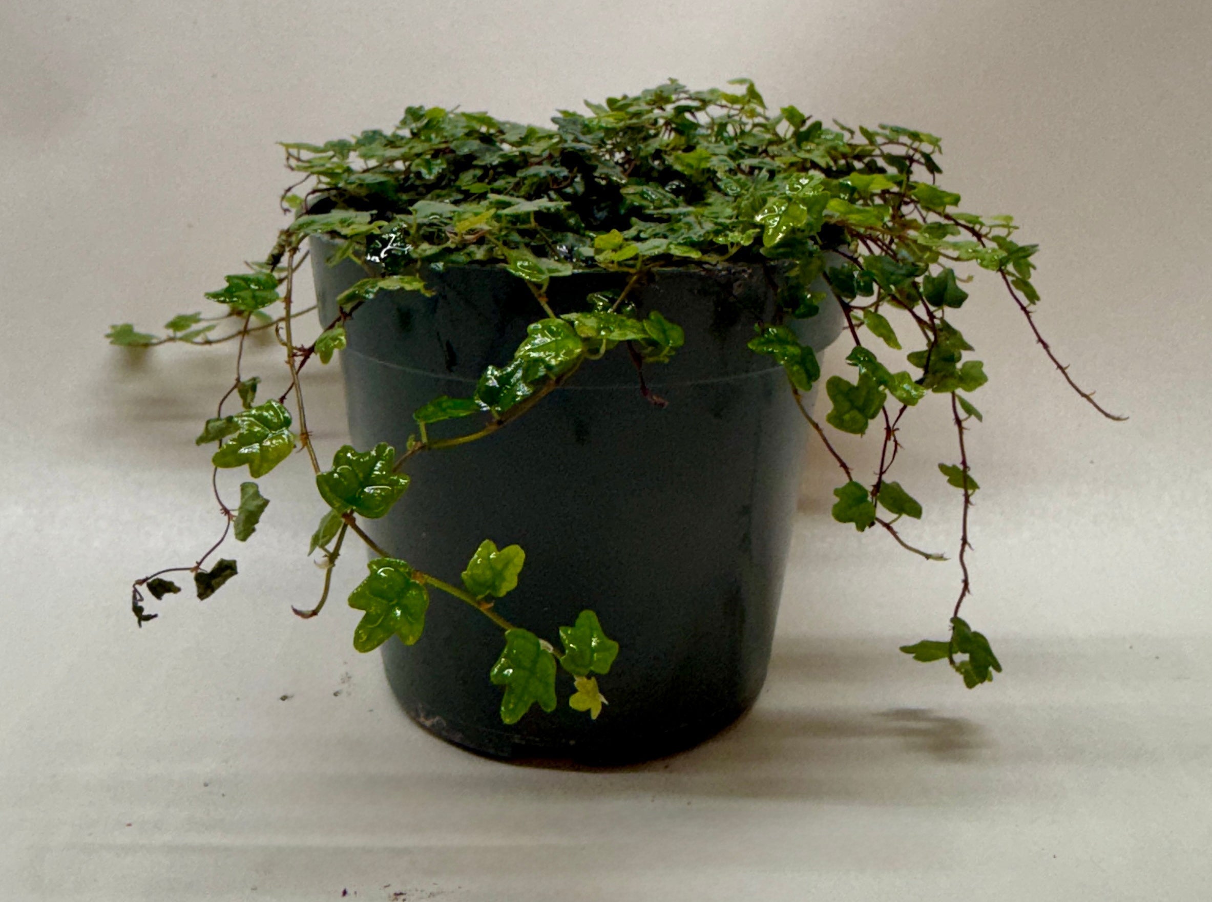 Ficus 'String of Frogs' - photo 3