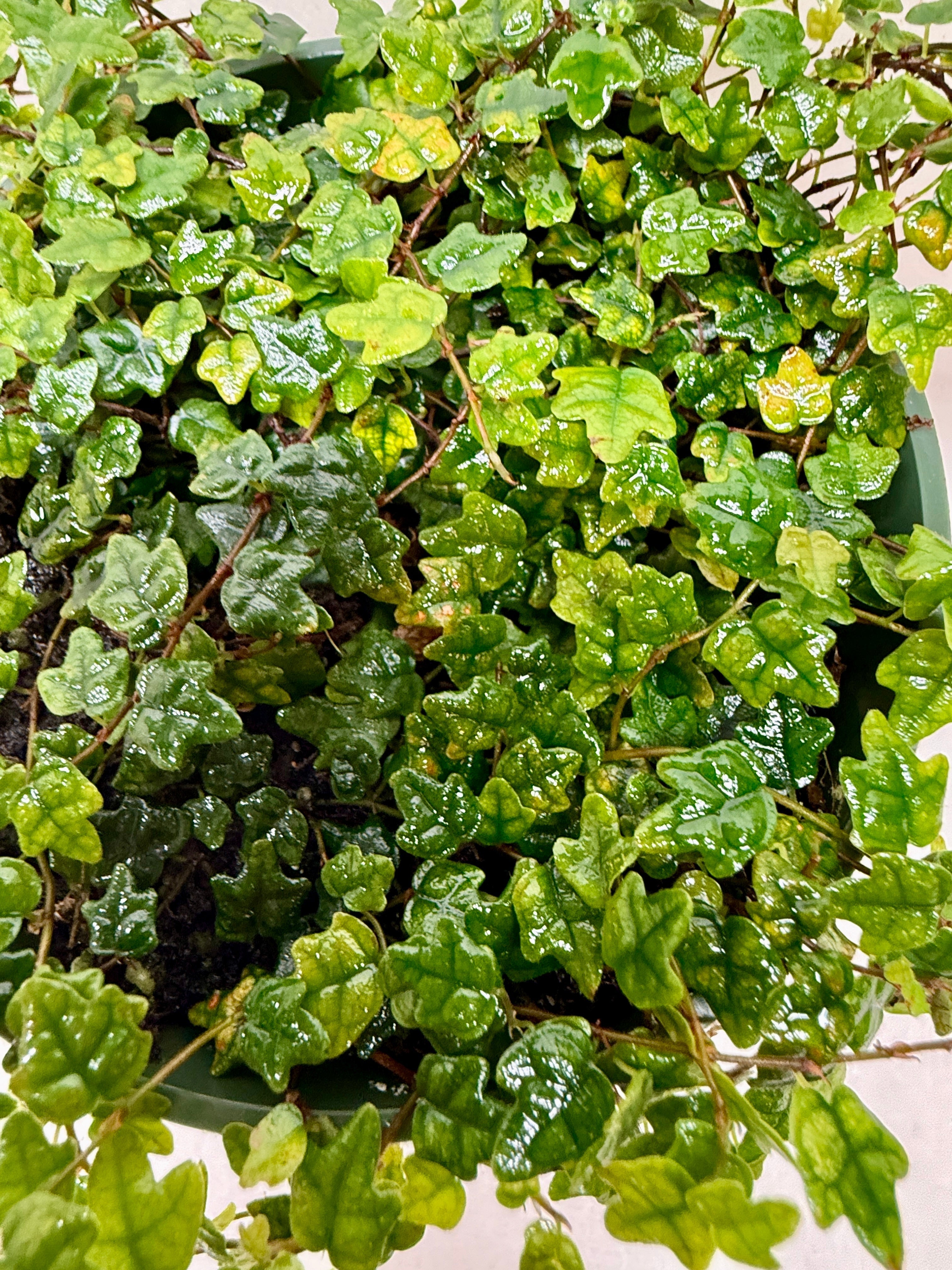 Ficus 'String of Frogs' - photo 2