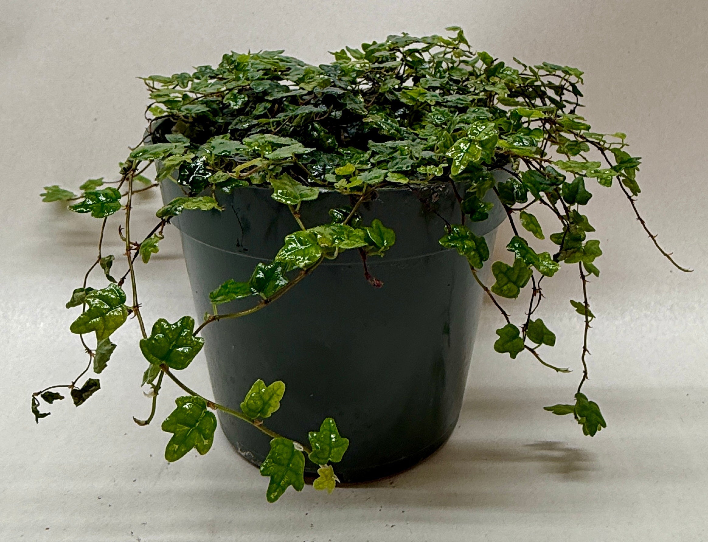 Ficus 'String of Frogs' live houseplant
