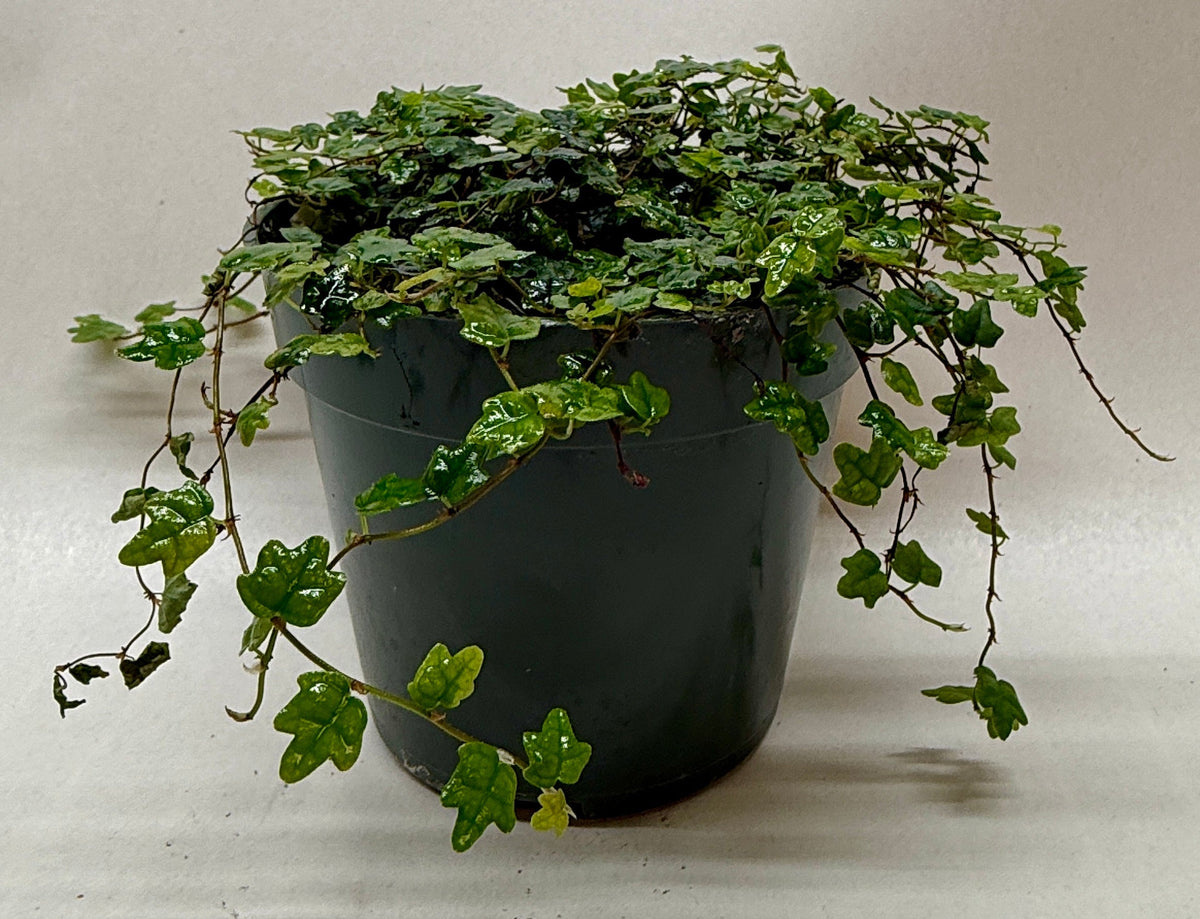 Ficus 'String of Frogs' live houseplant