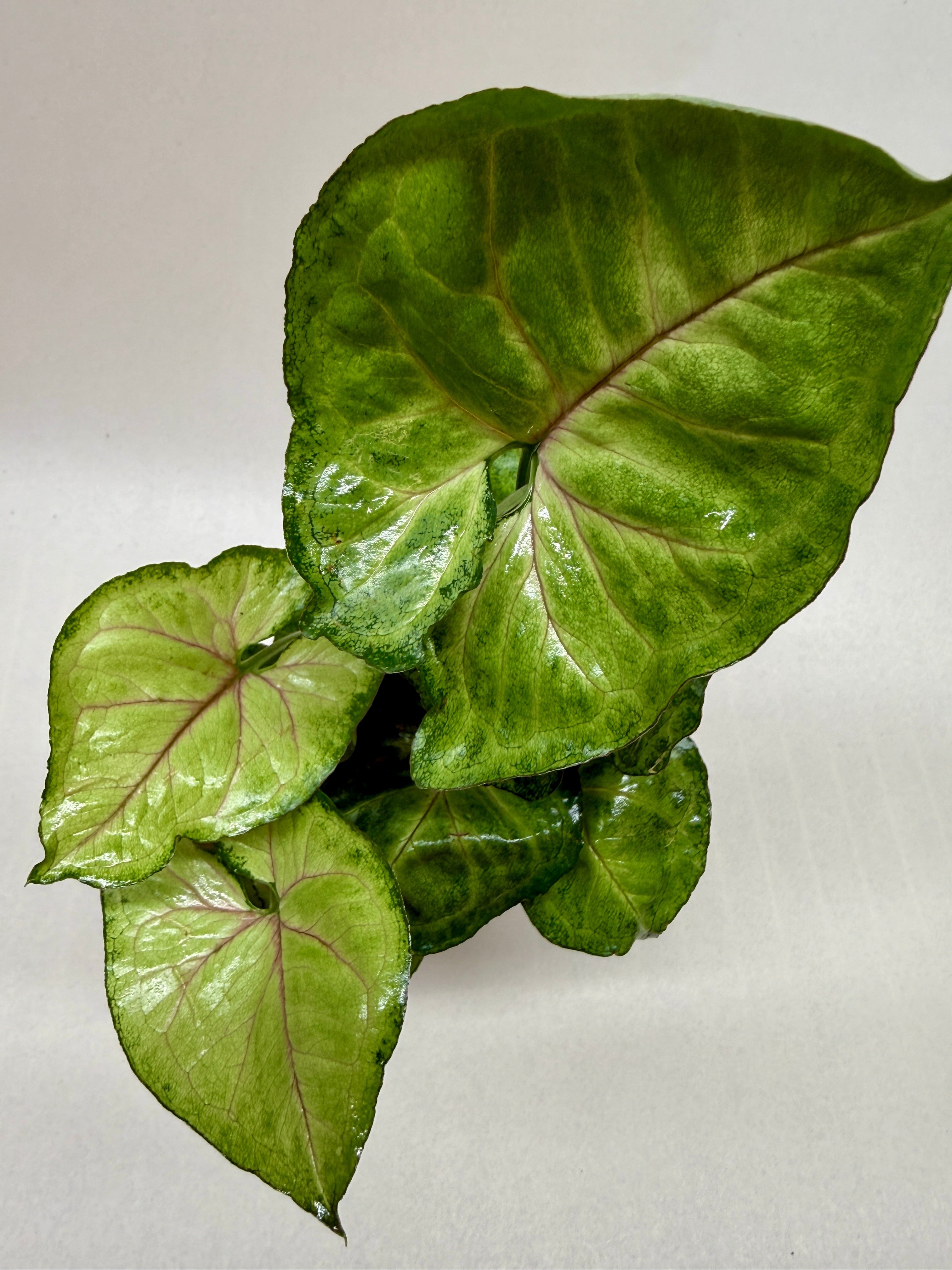 Syngonium Cream Allusion - photo 5