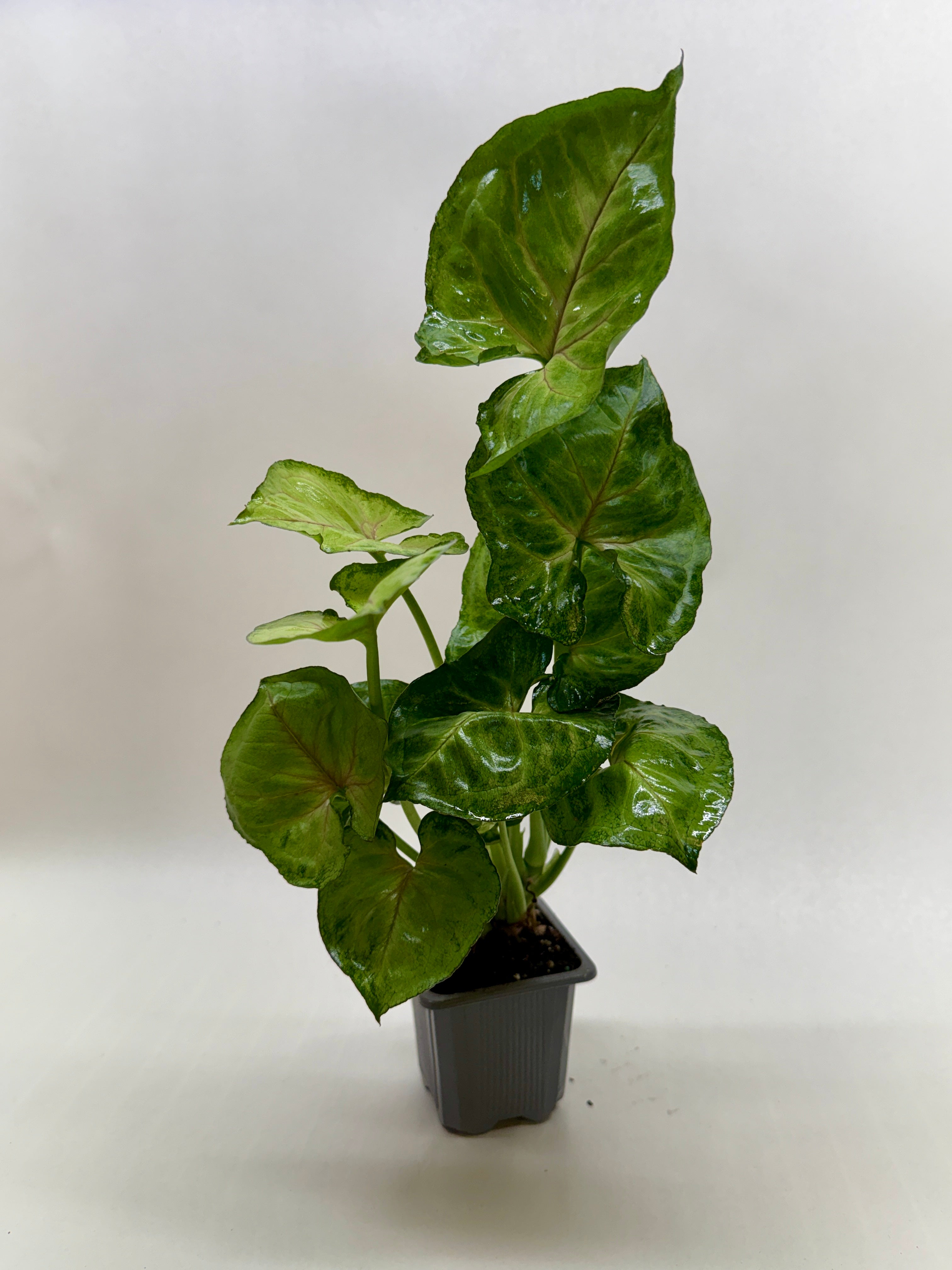 Syngonium Cream Allusion - photo 4