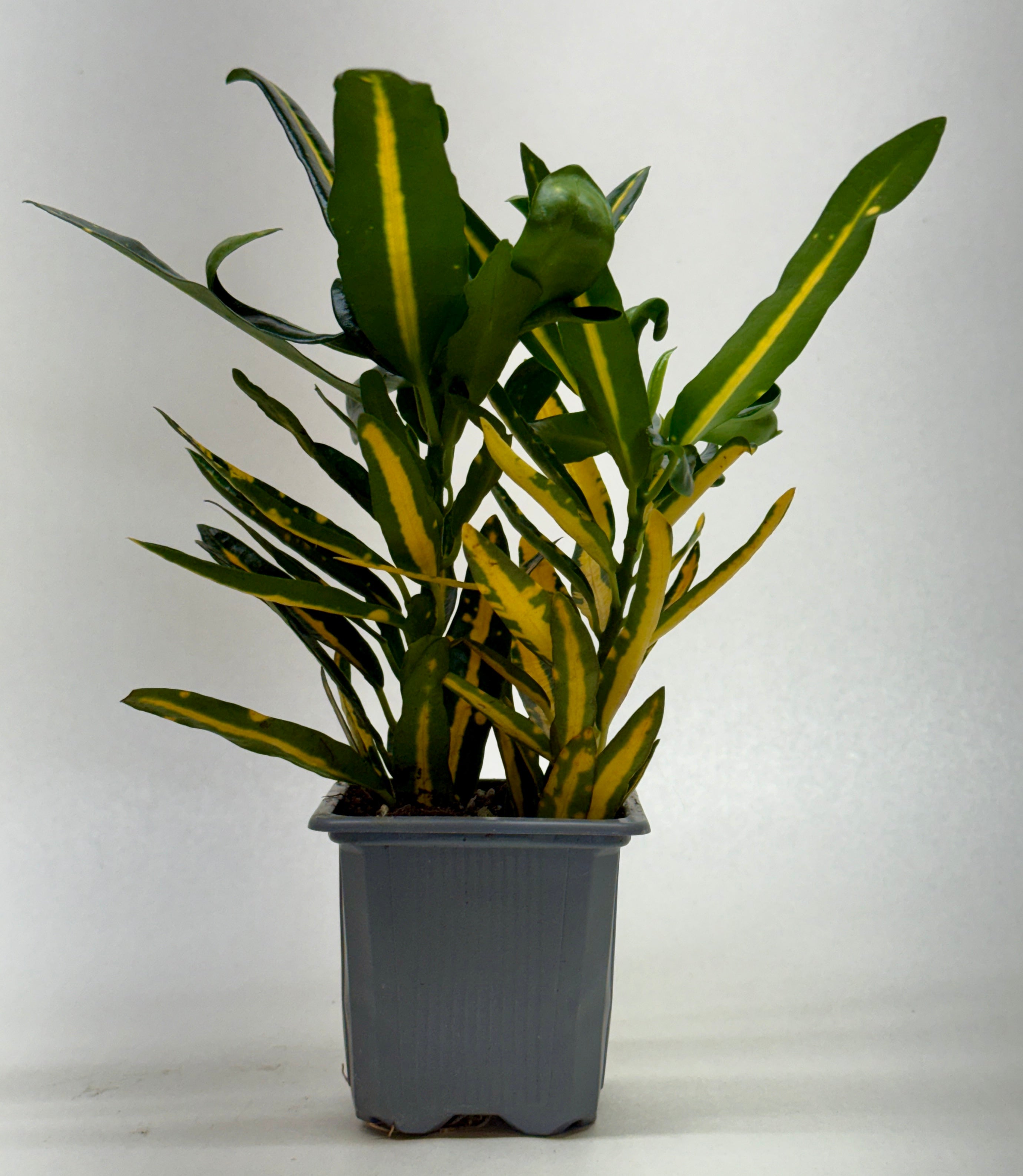 Croton 'Sunny Star' - photo 4