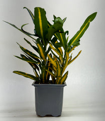 Croton 'Sunny Star' - photo 4