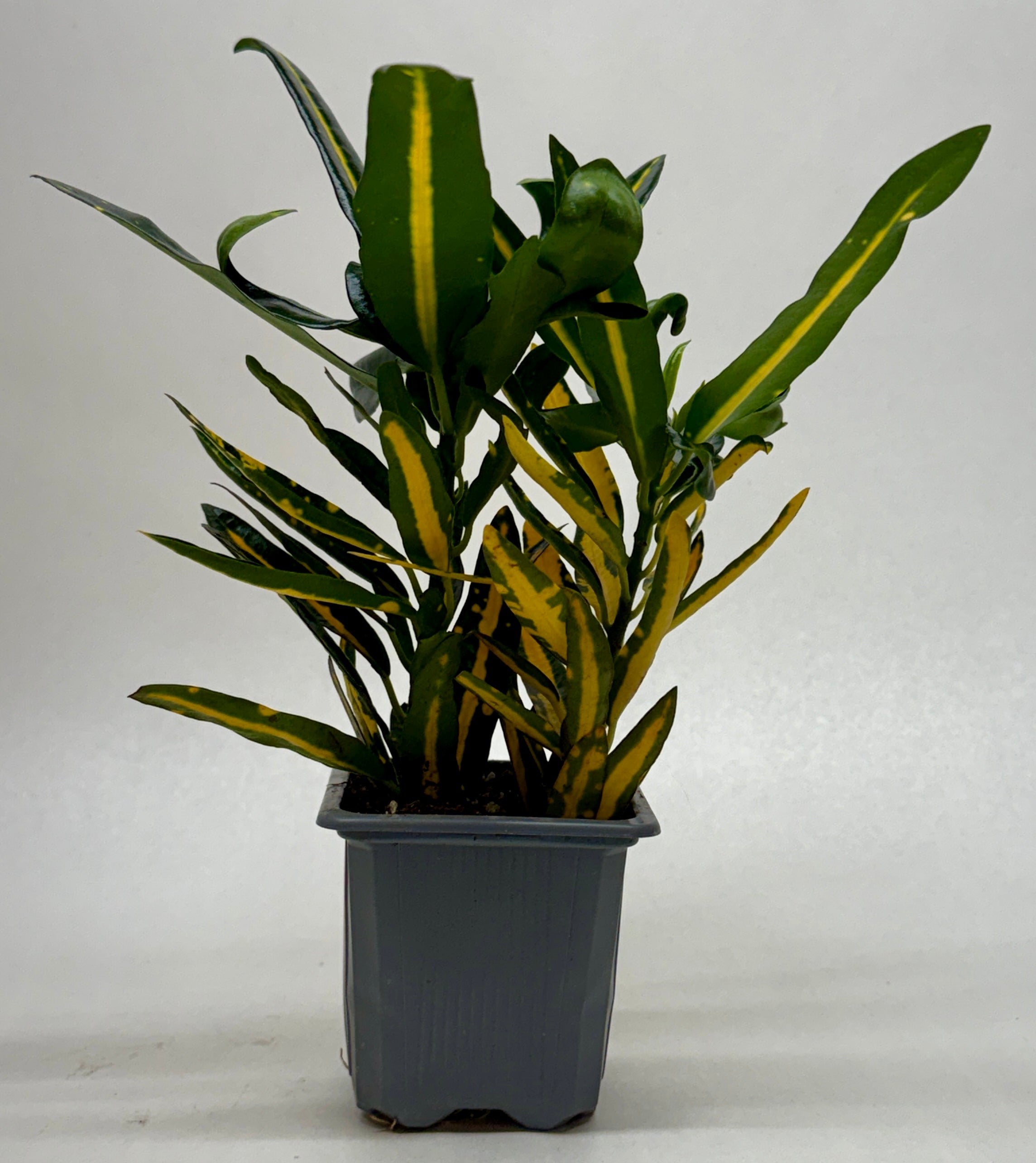 Croton 'Sunny Star' - photo 5