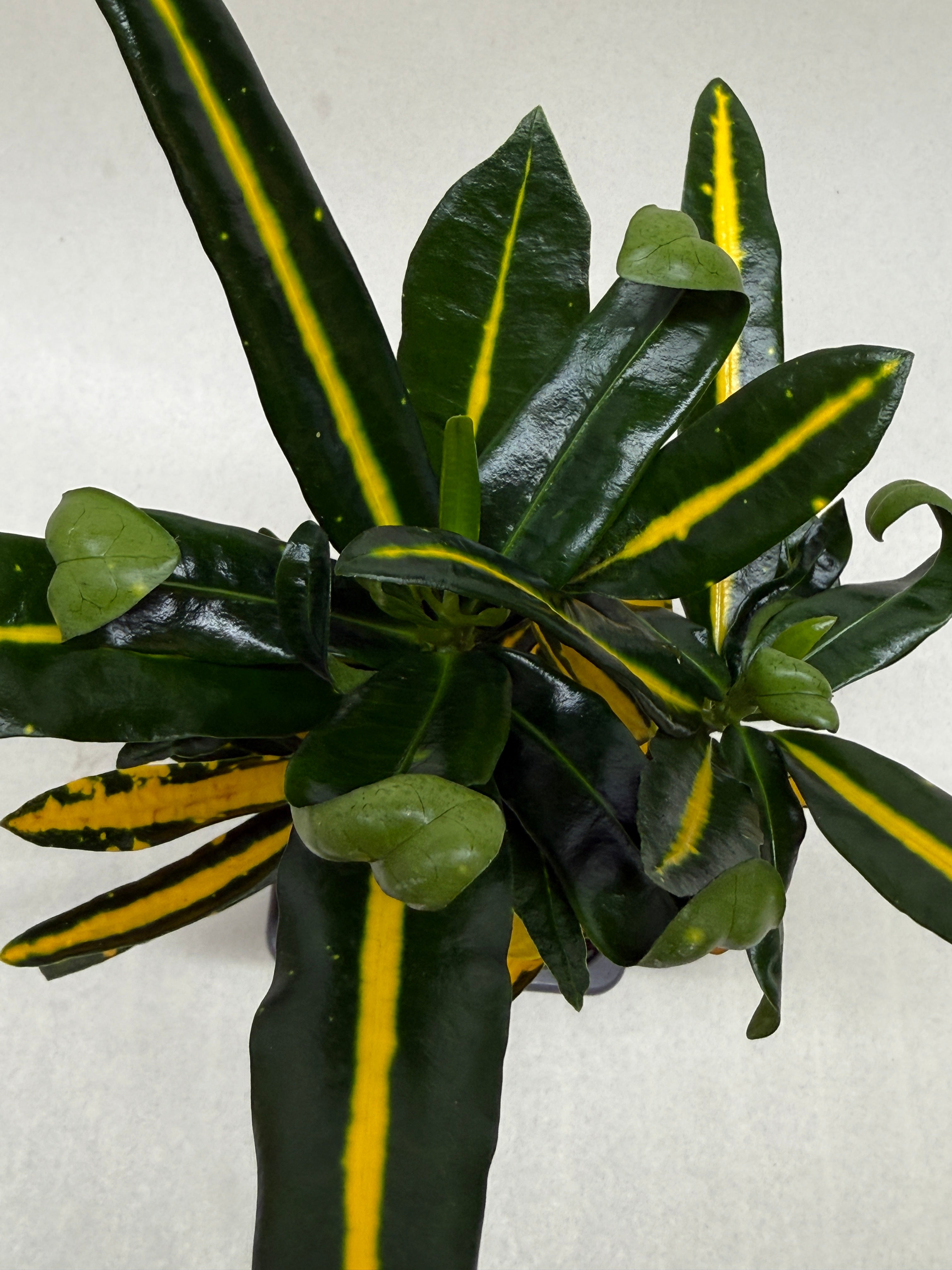 Croton 'Sunny Star' - photo 6