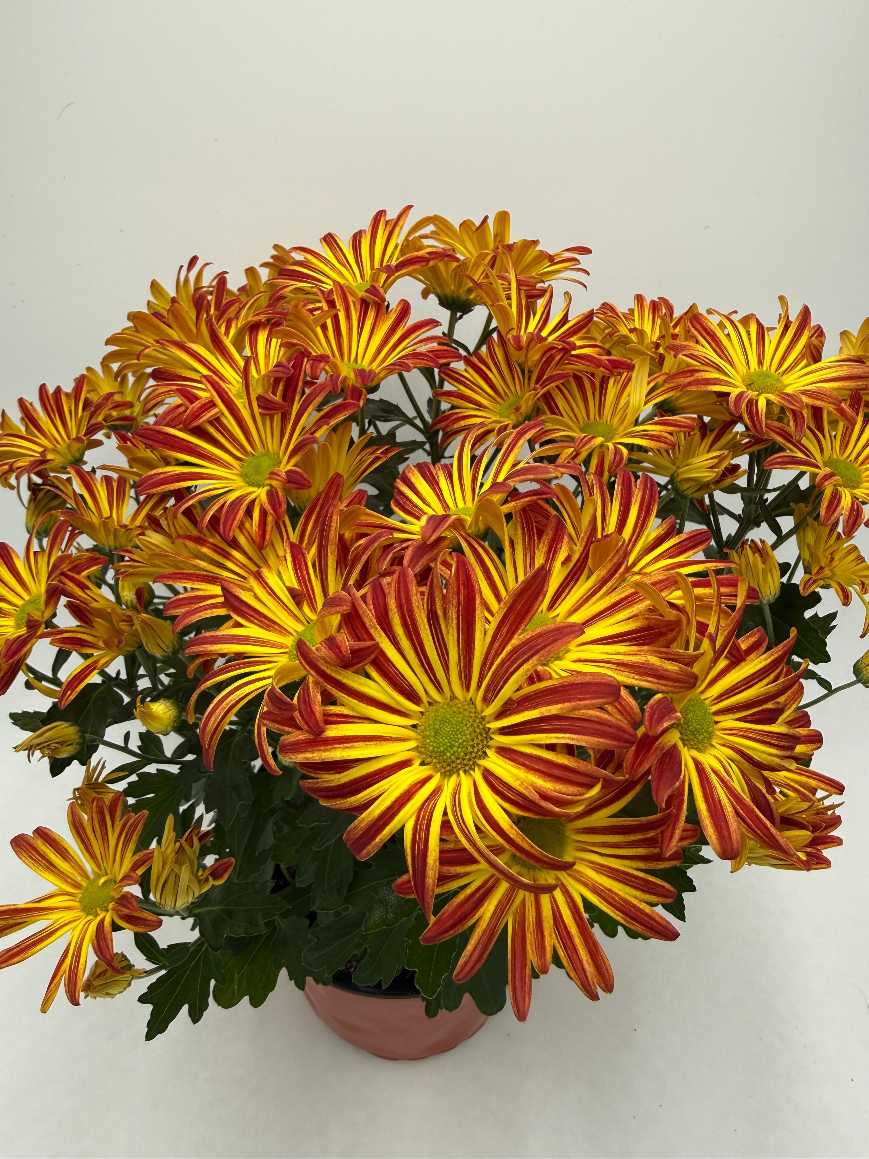 Mums (Chrysanthemum) - photo 6