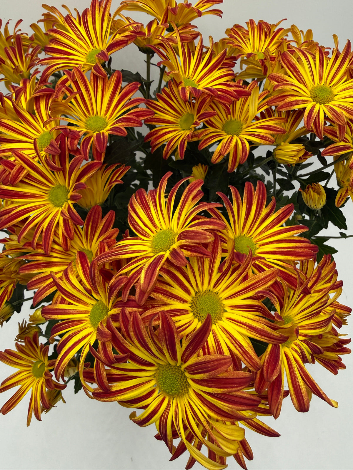 Mums (Chrysanthemum) live houseplant