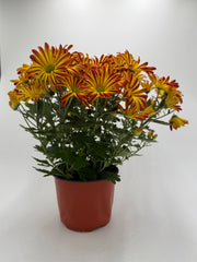 Mums (Chrysanthemum) - photo 2