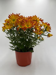 Mums (Chrysanthemum) - photo 3
