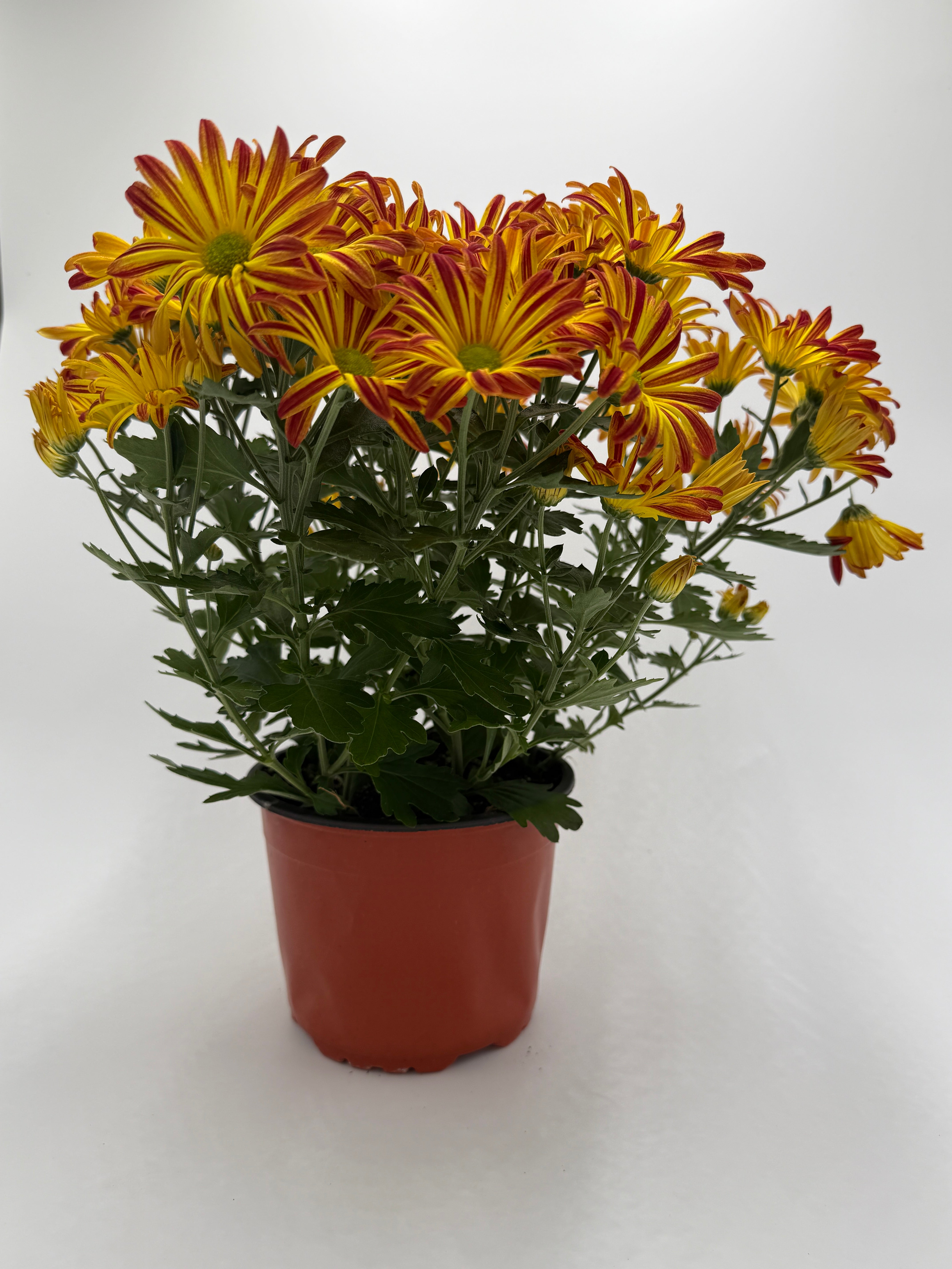 Mums (Chrysanthemum) - photo 4