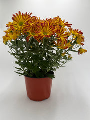 Mums (Chrysanthemum) - photo 4