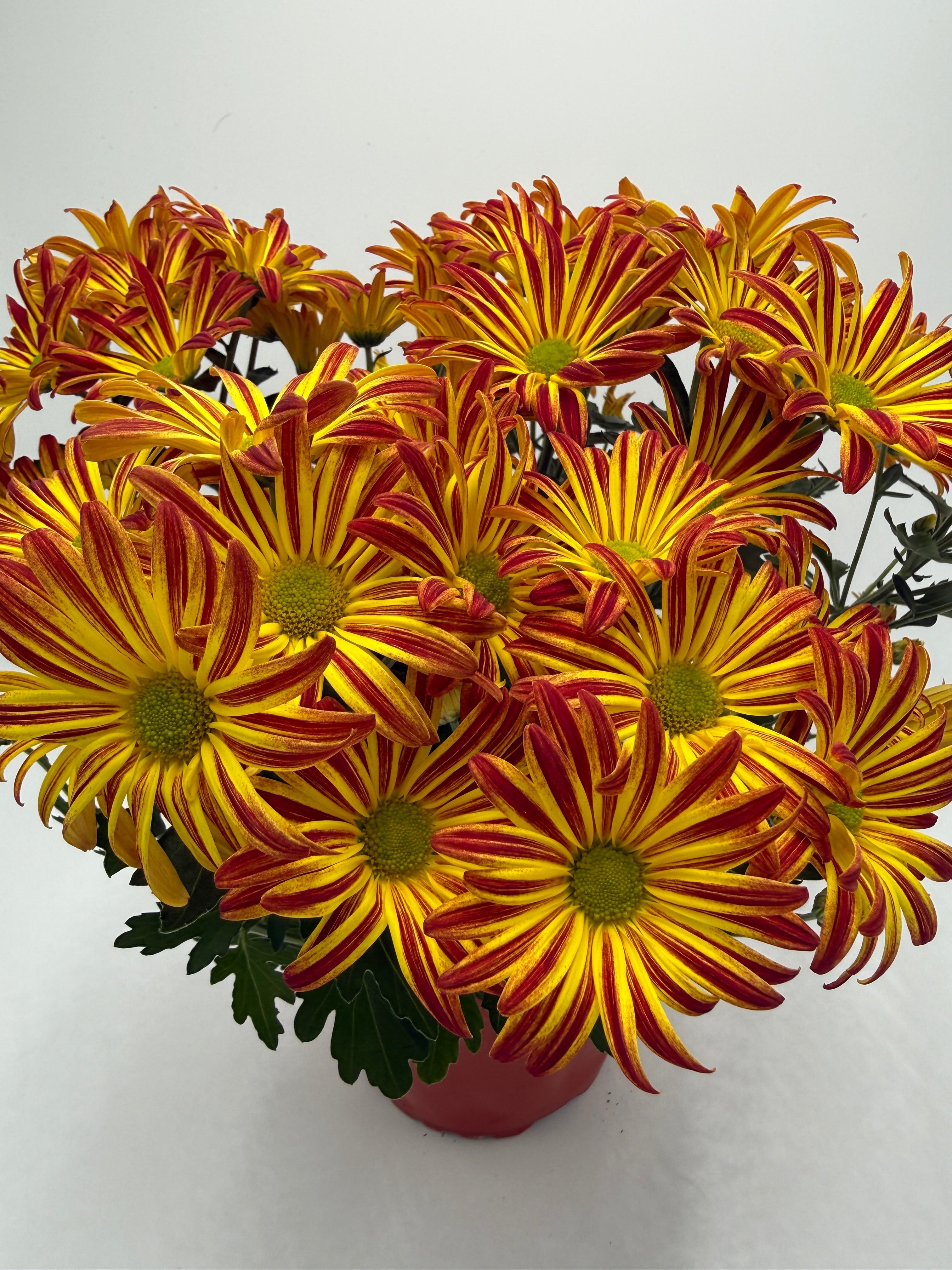 Mums (Chrysanthemum) - photo 5