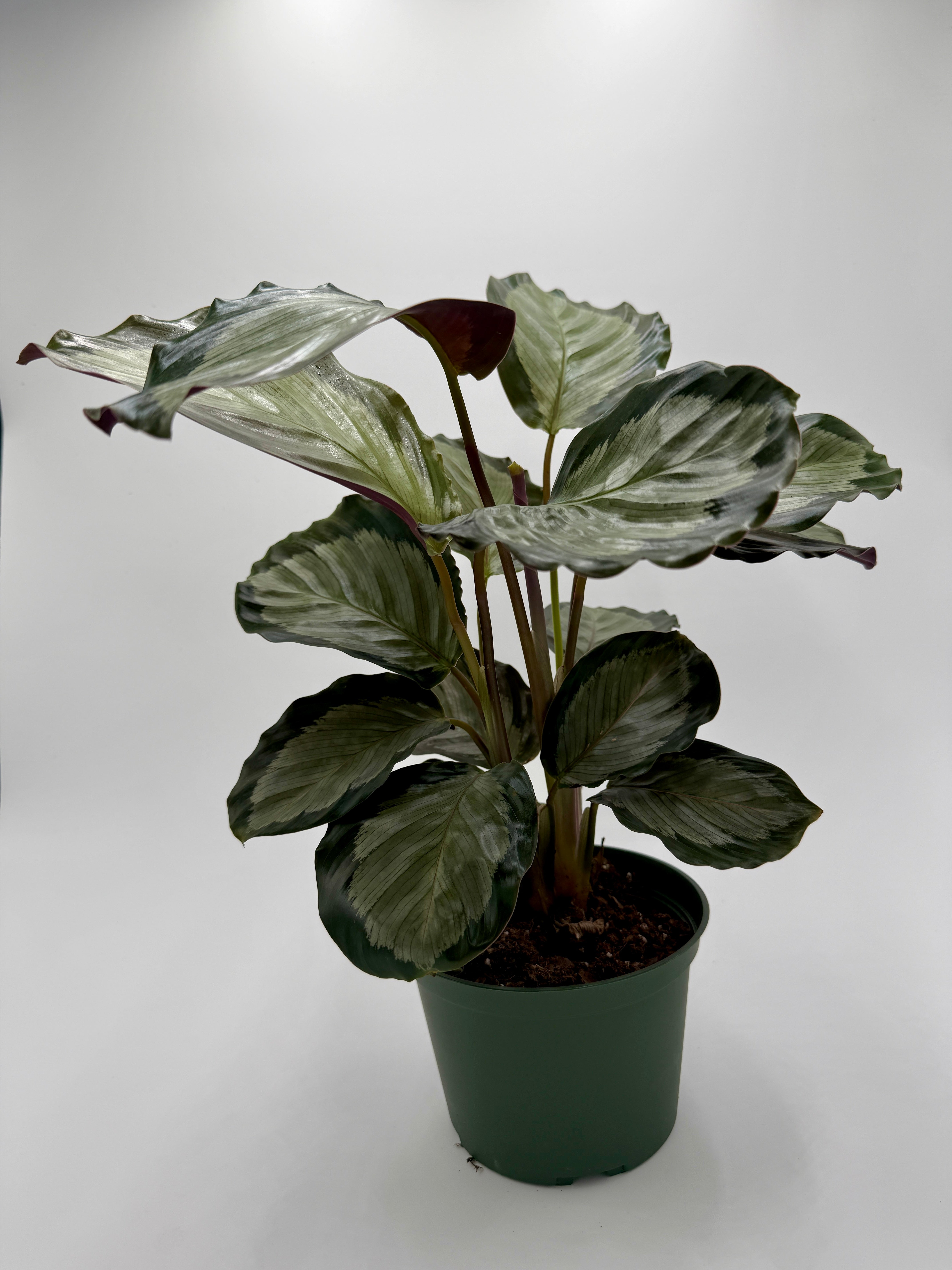 Calathea 'Northern Lights' - photo 6