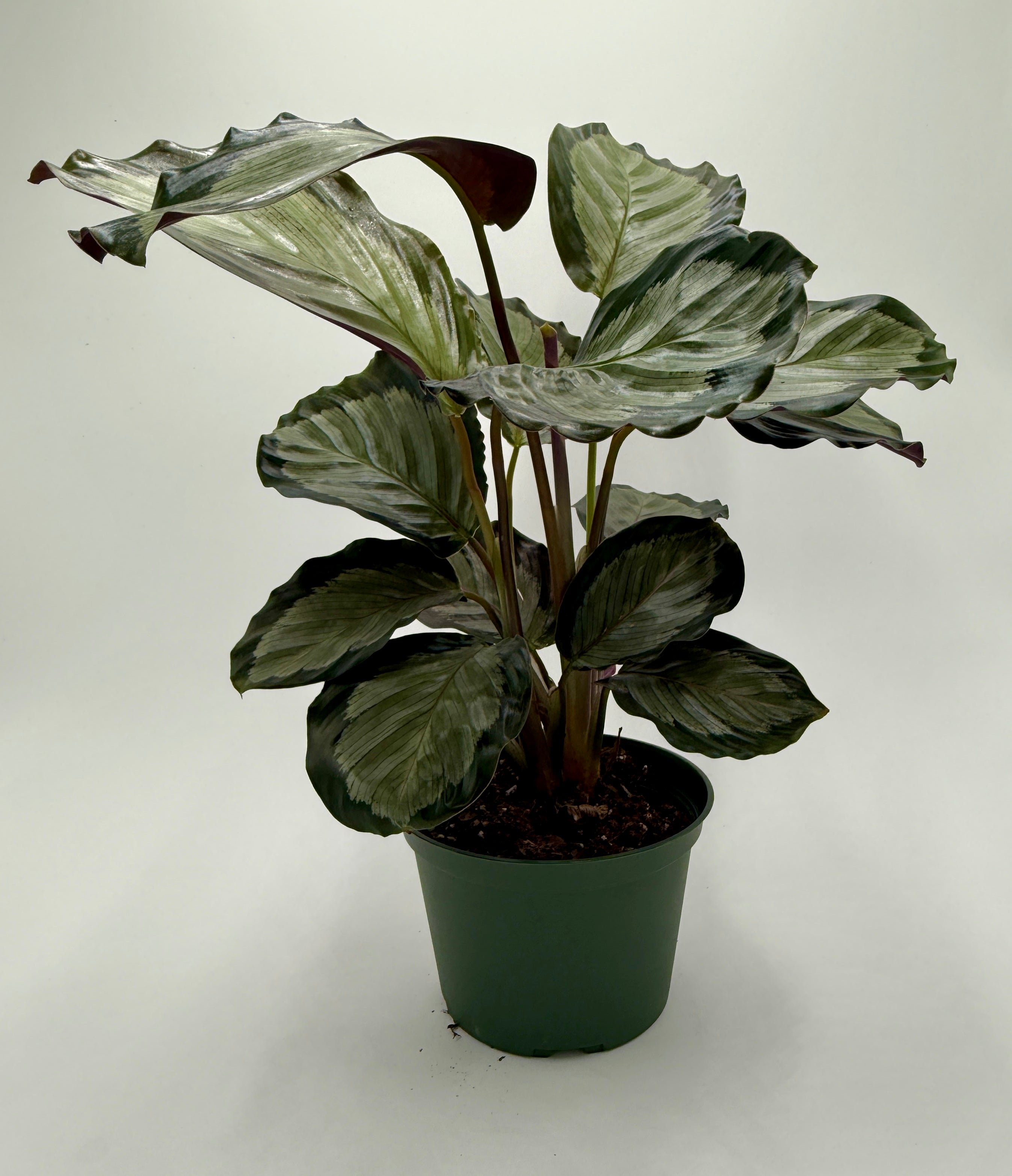 Calathea 'Northern Lights' - photo 3