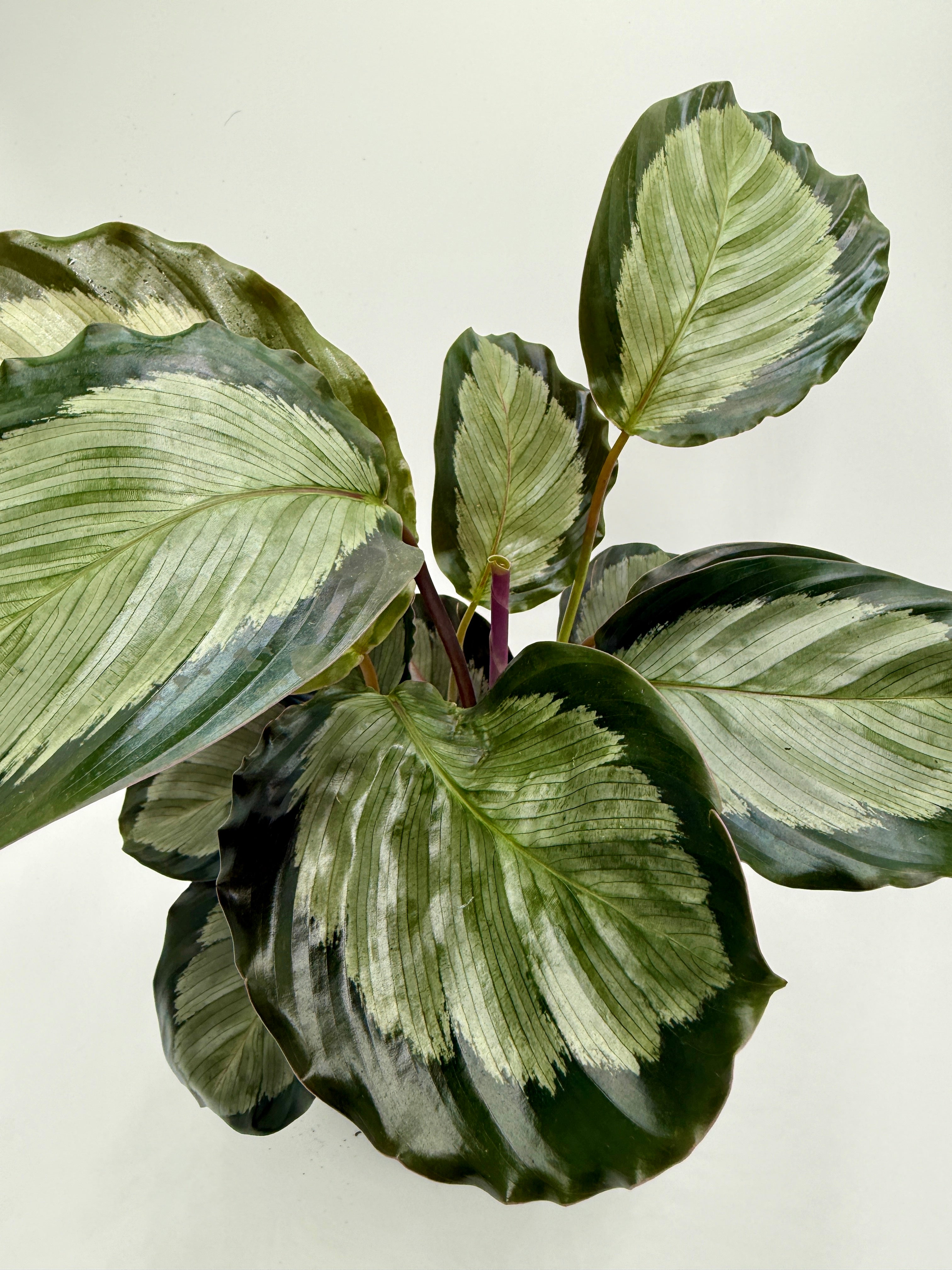 Calathea 'Northern Lights' - photo 4