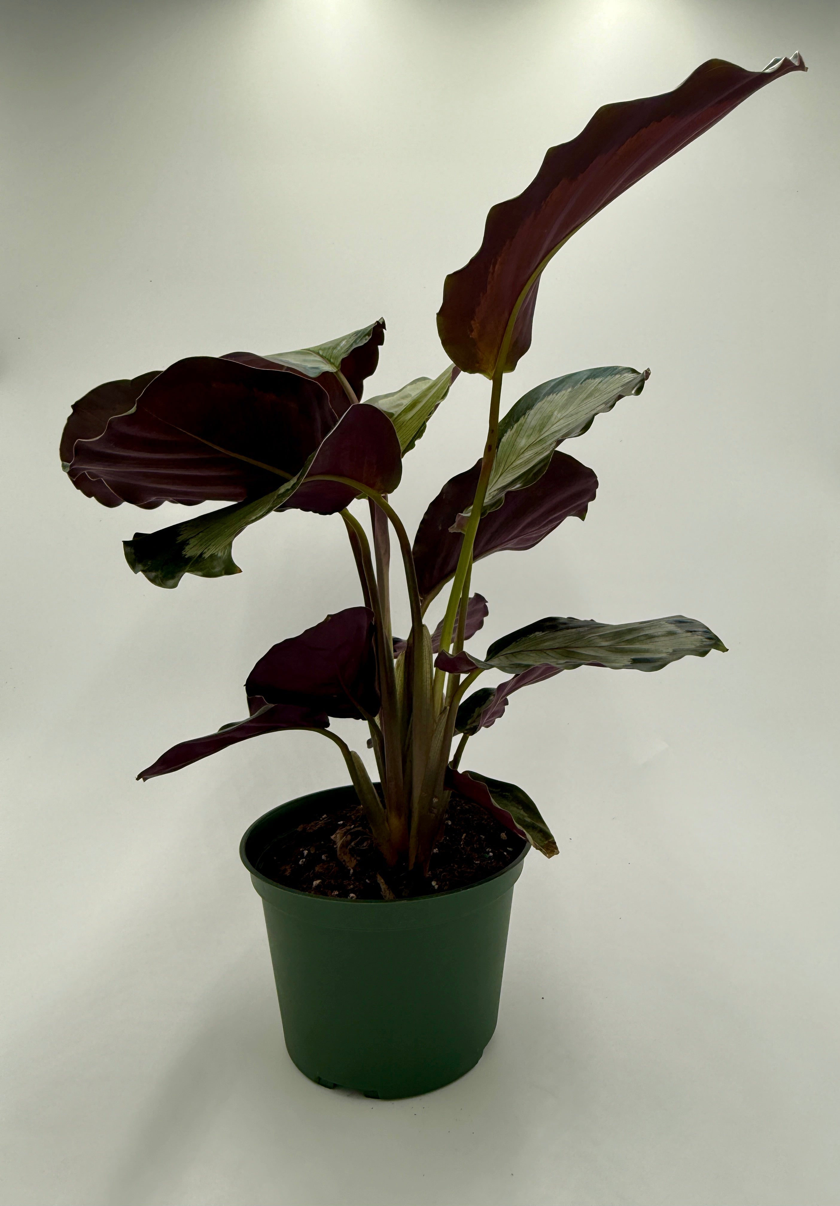 Calathea 'Northern Lights' - photo 5