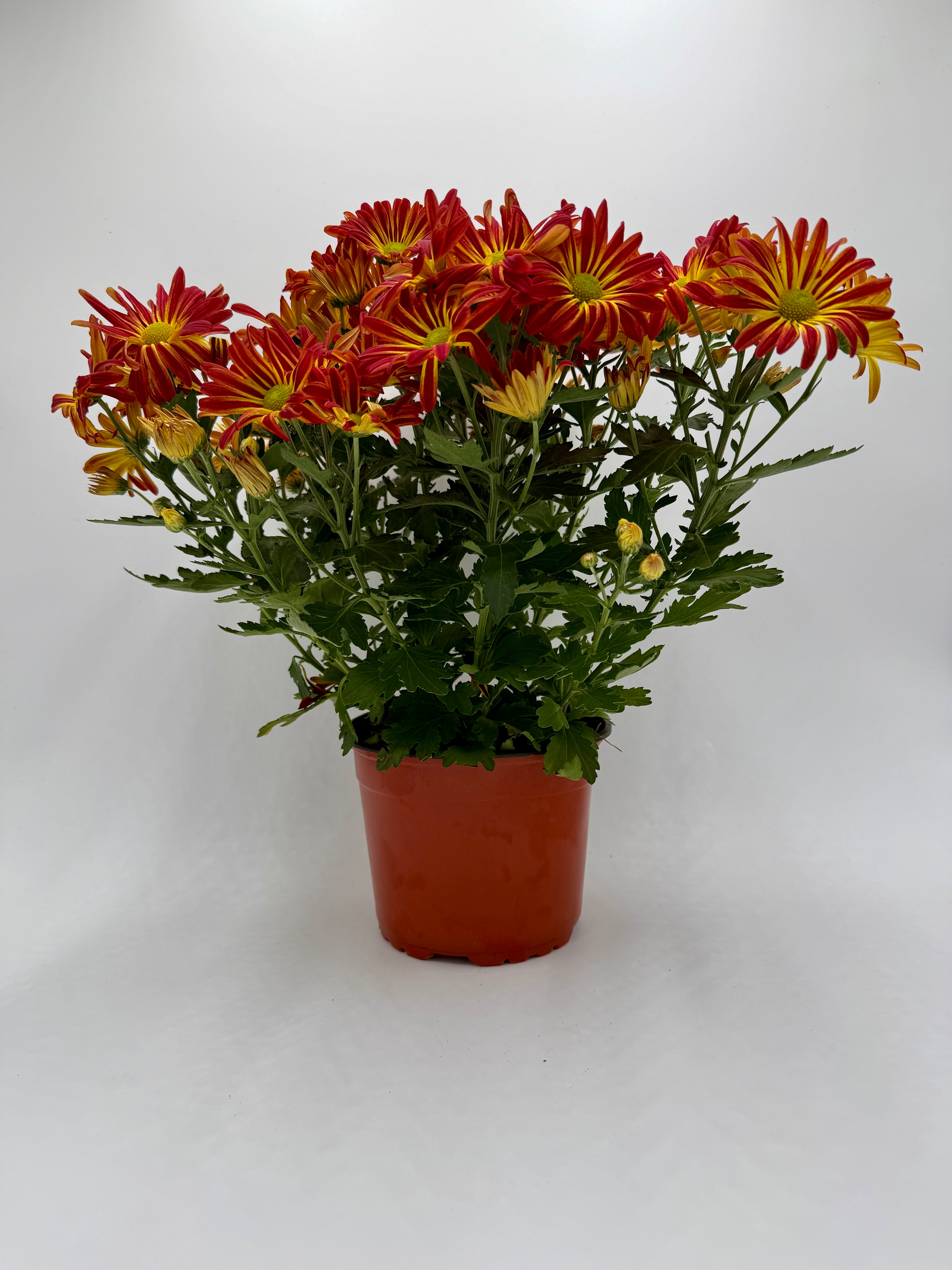 Mums (Chrysanthemum) - photo 7