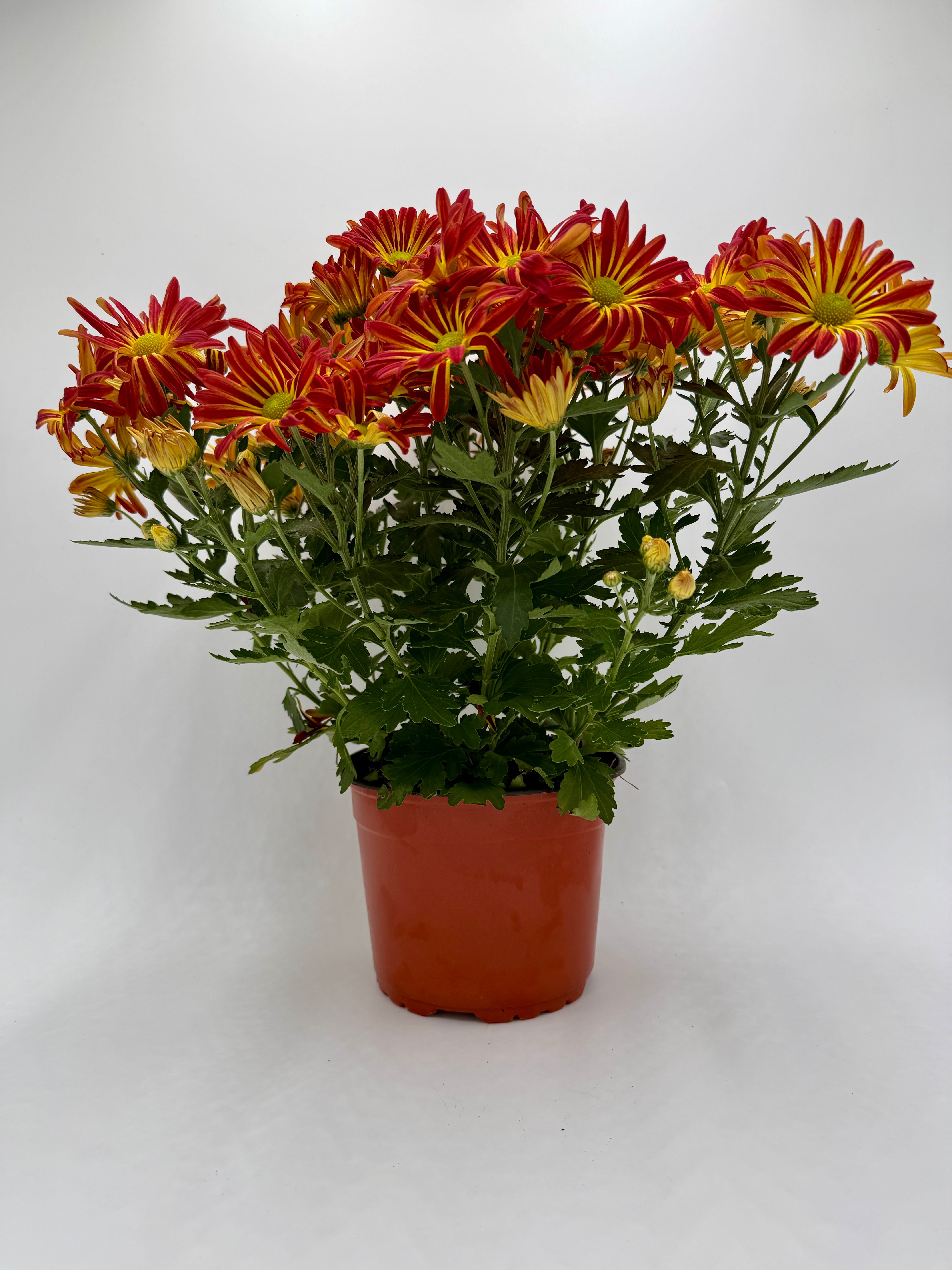 Mums (Chrysanthemum) - photo 8