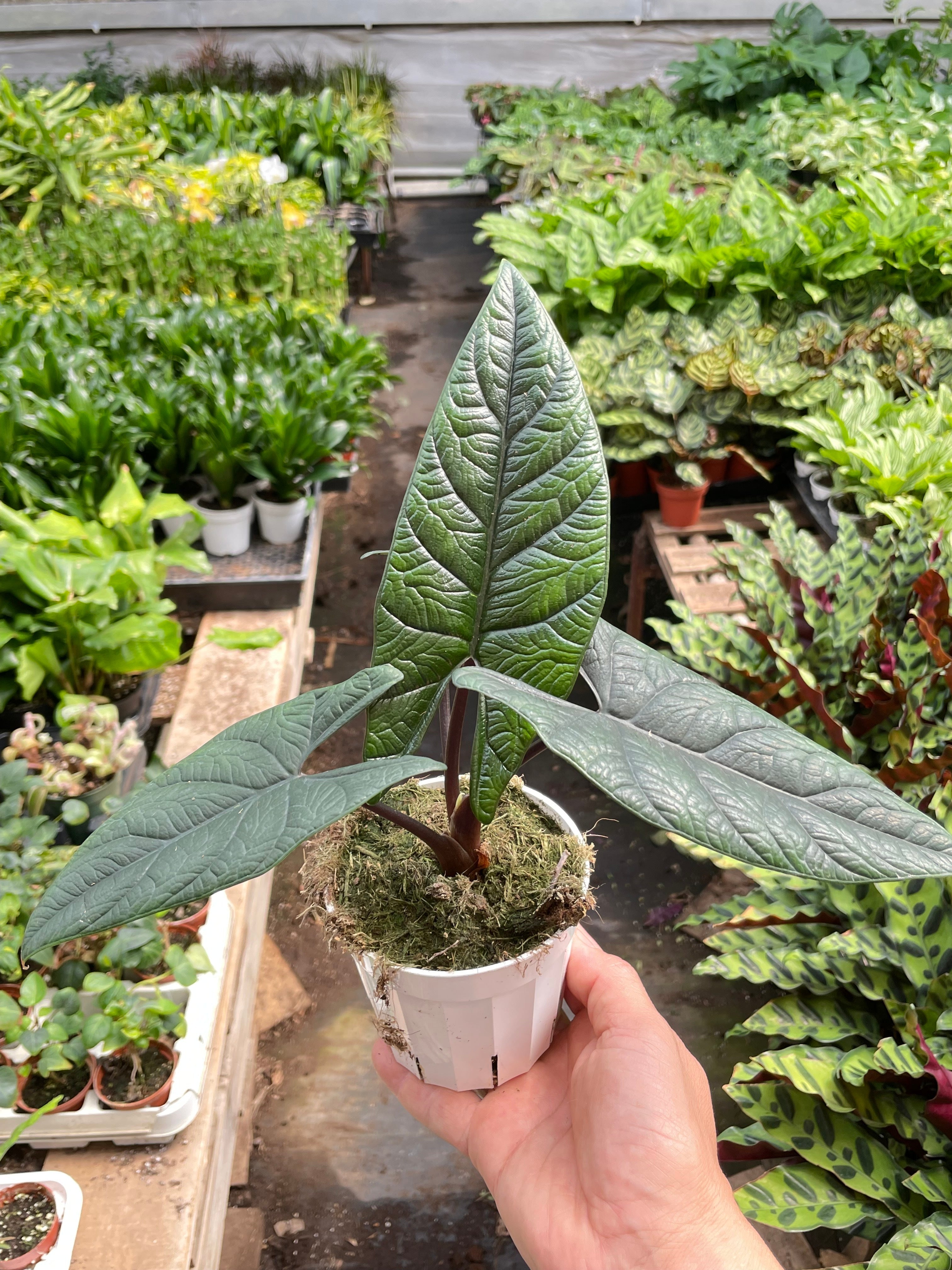 Alocasia 'Scalprum' - photo 4