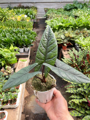 Alocasia 'Scalprum' - photo 4