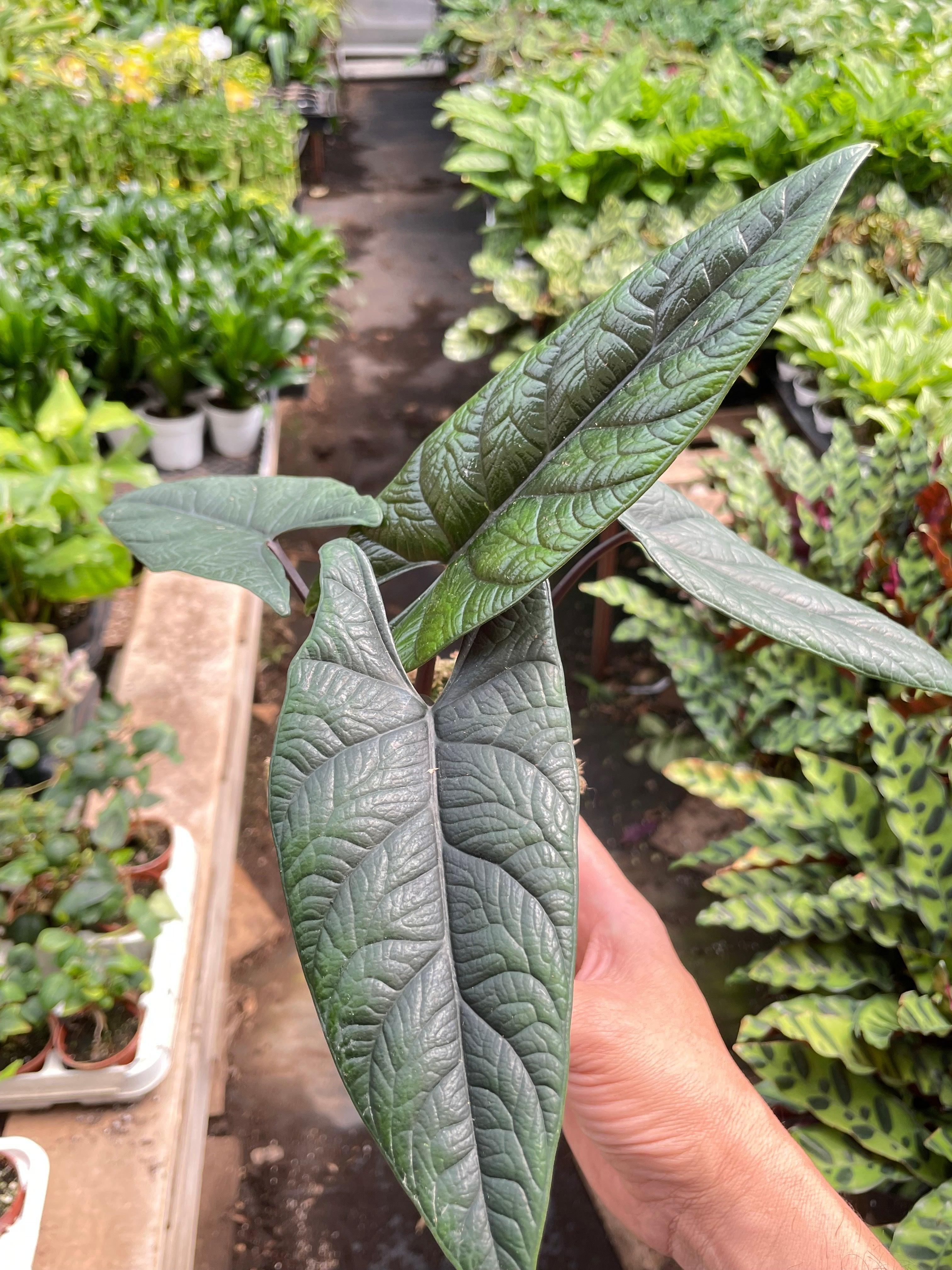 Alocasia 'Scalprum' - photo 3