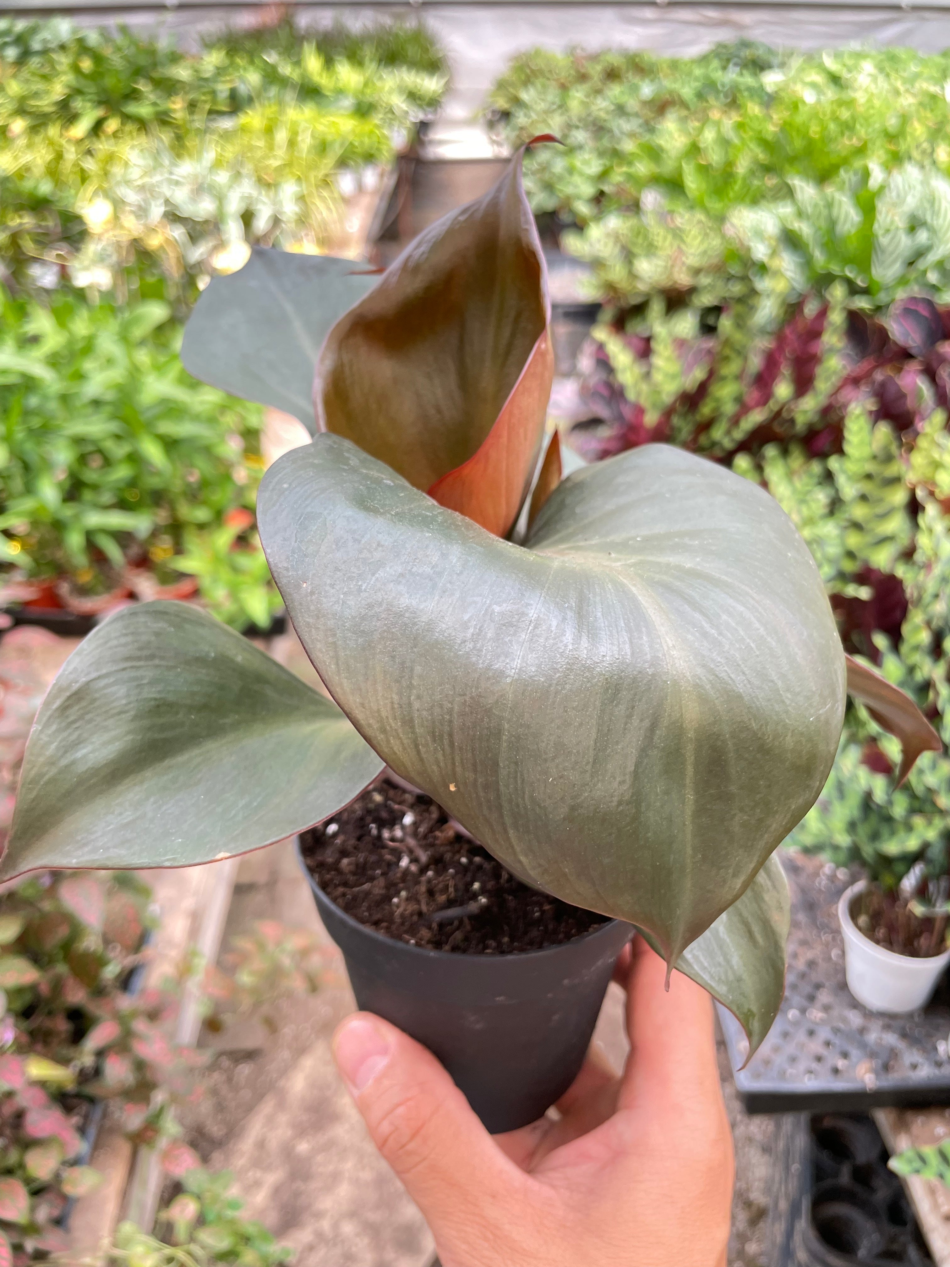 Philodendron 'Red Heart' - photo 4
