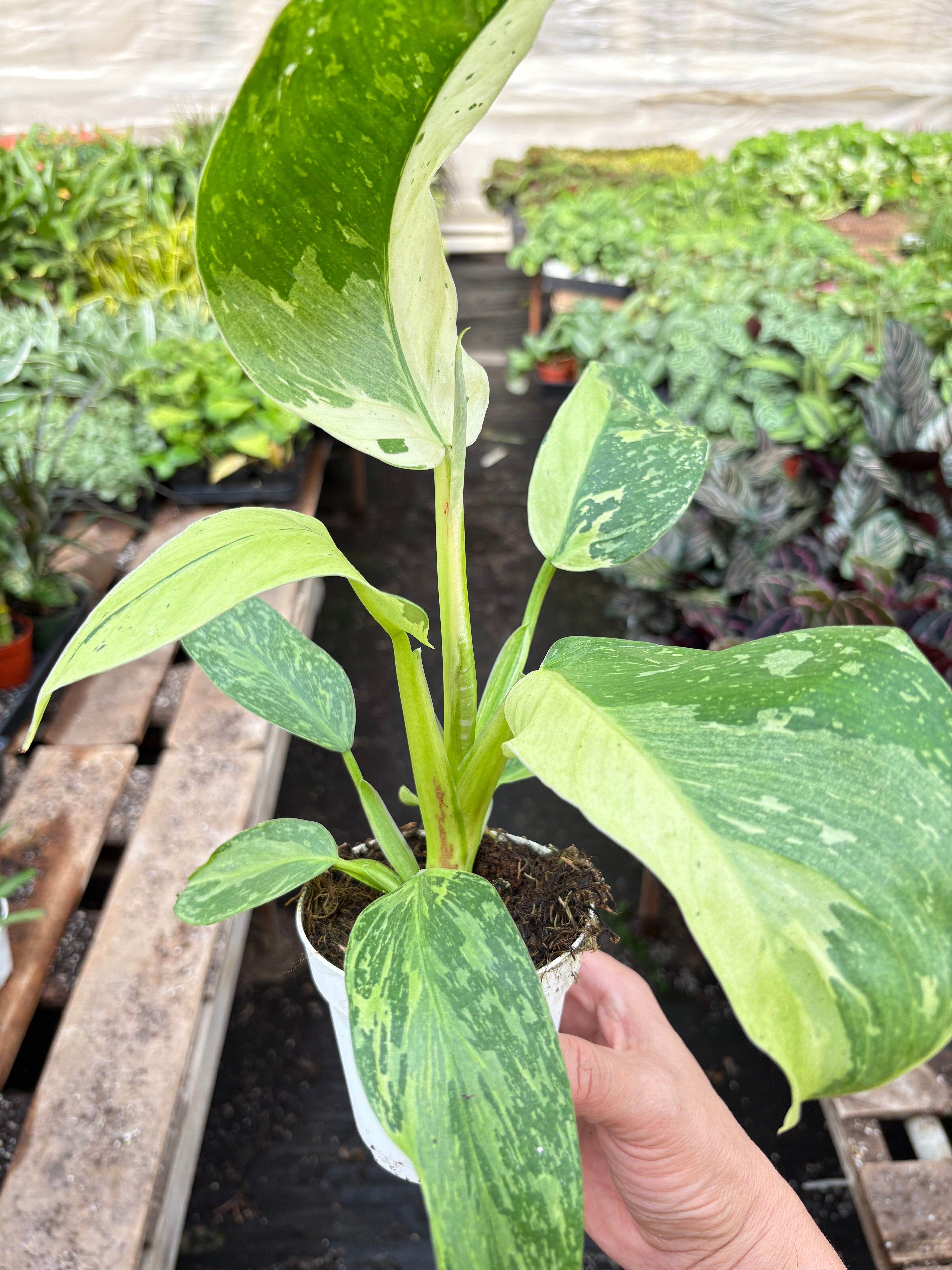 Philodendron Jose Bueno - photo 5