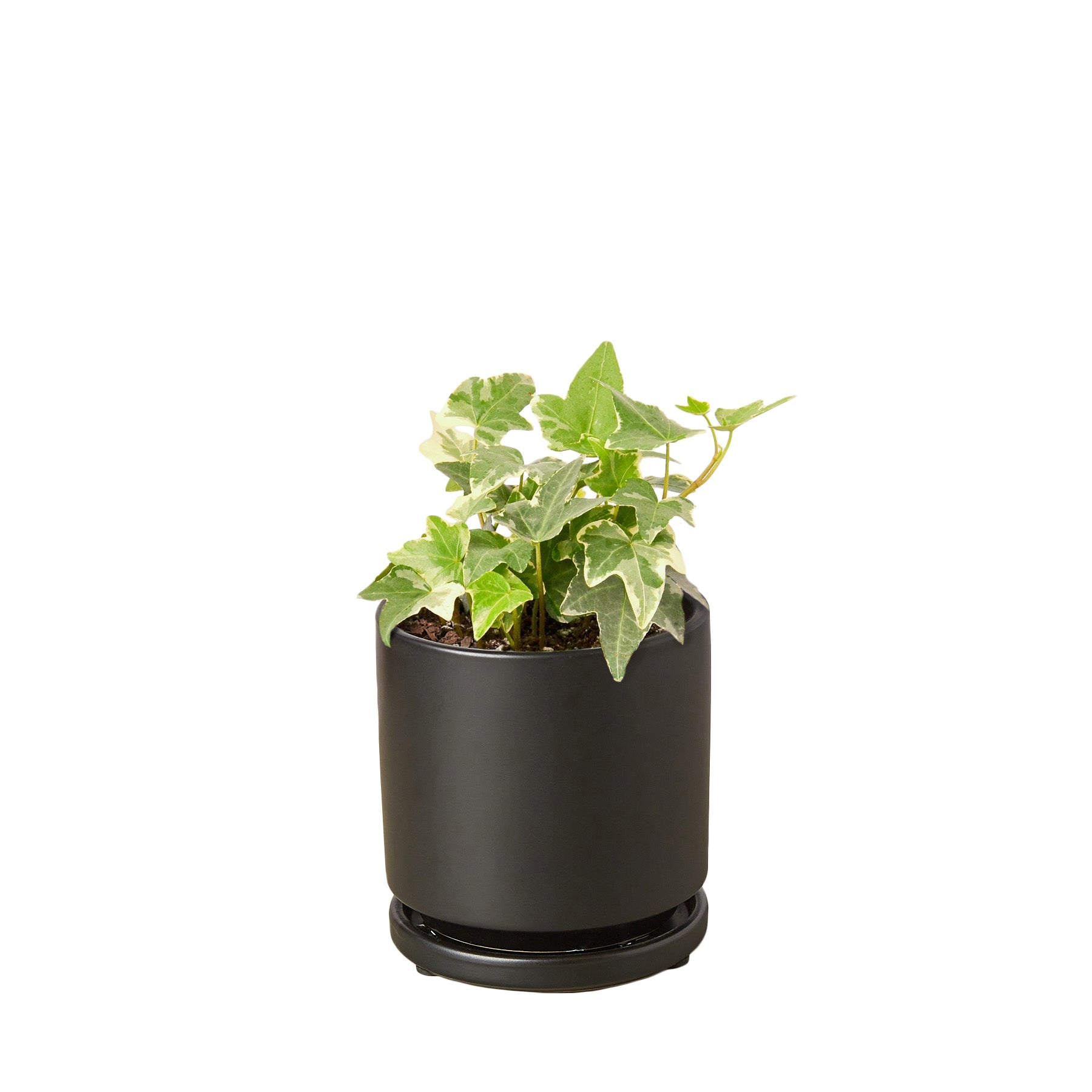 English Ivy 'Glacier' - photo 6