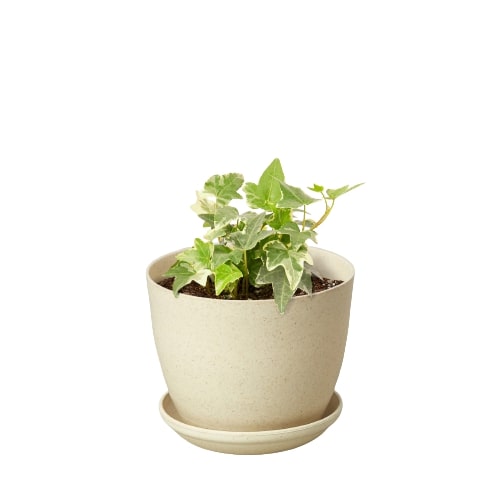 English Ivy 'Glacier' - photo 5