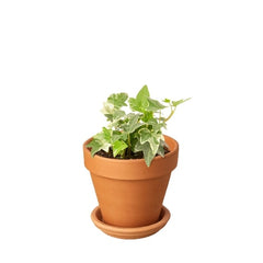 English Ivy 'Glacier' - photo 4