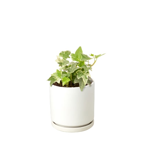English Ivy 'Glacier' - photo 3