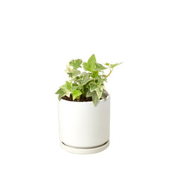 English Ivy 'Glacier' - photo 3