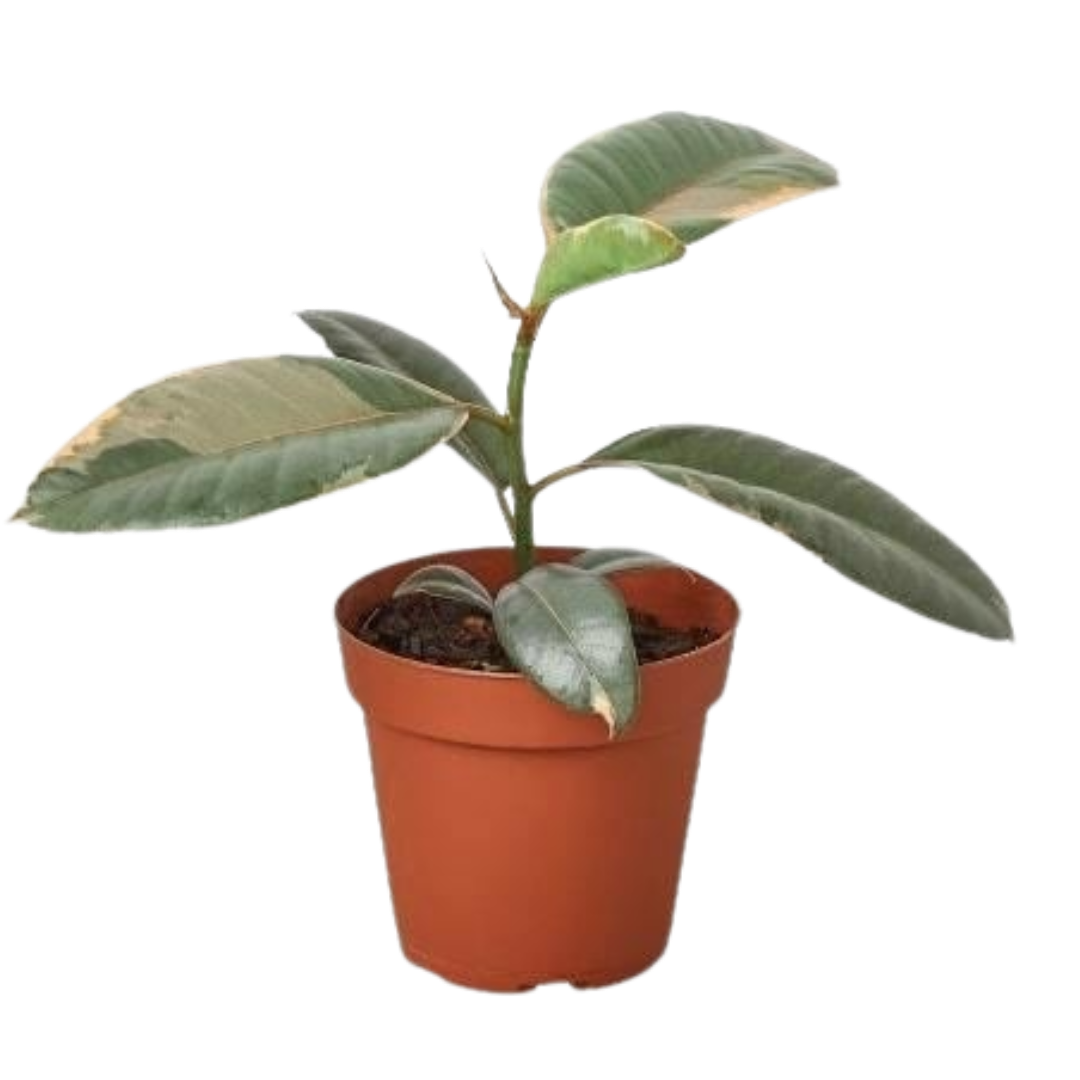 Ficus Elastica 'Ruby Pink' live houseplant