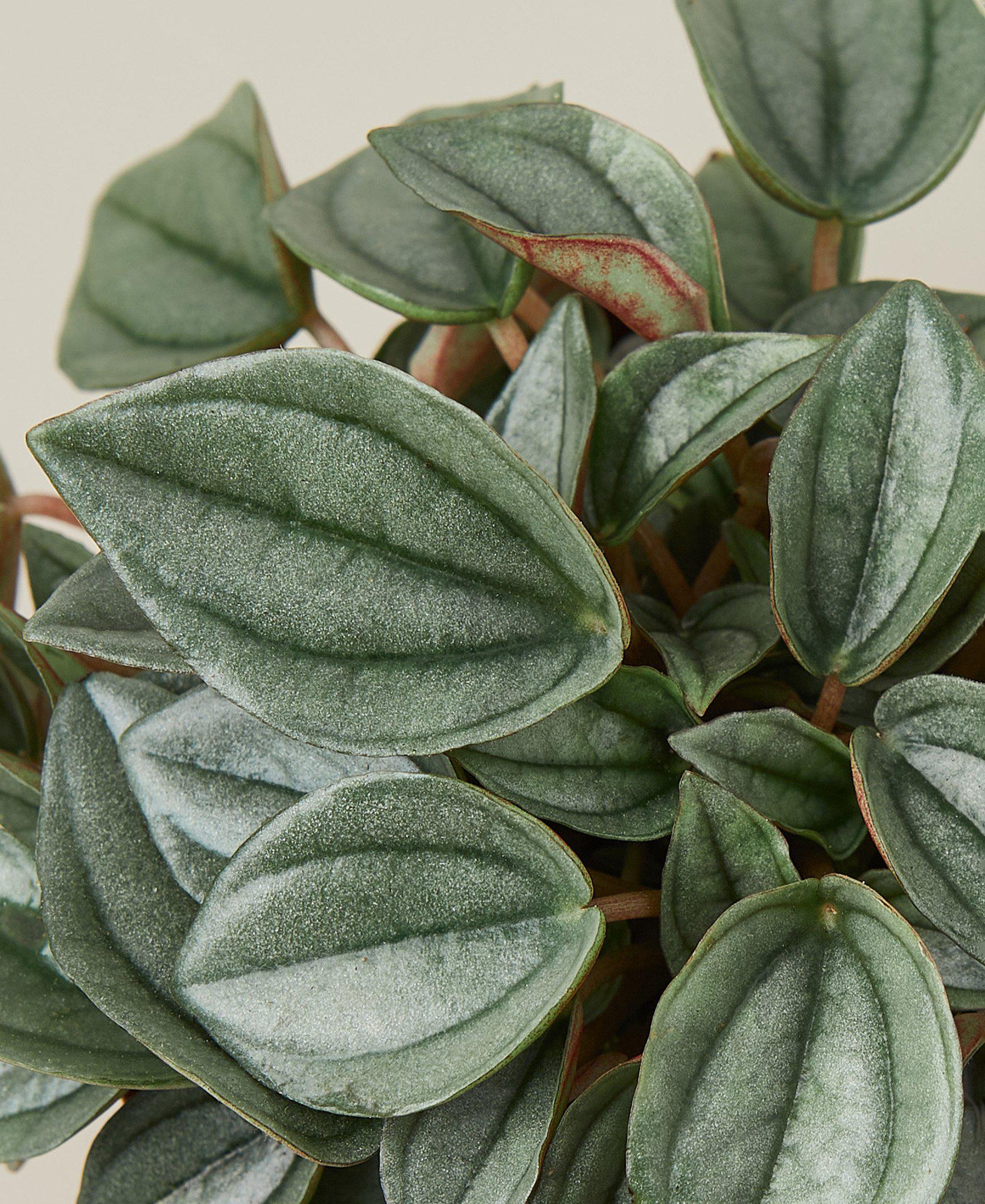 Peperomia 'Napoli Nights' - photo 2