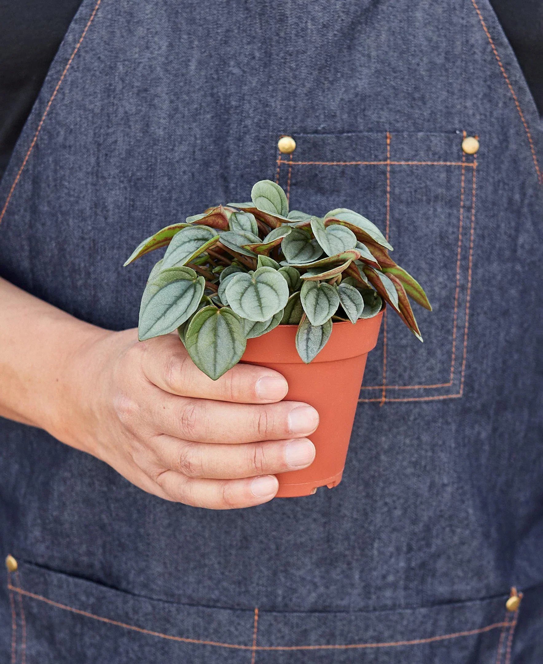 Peperomia 'Napoli Nights' - photo 3