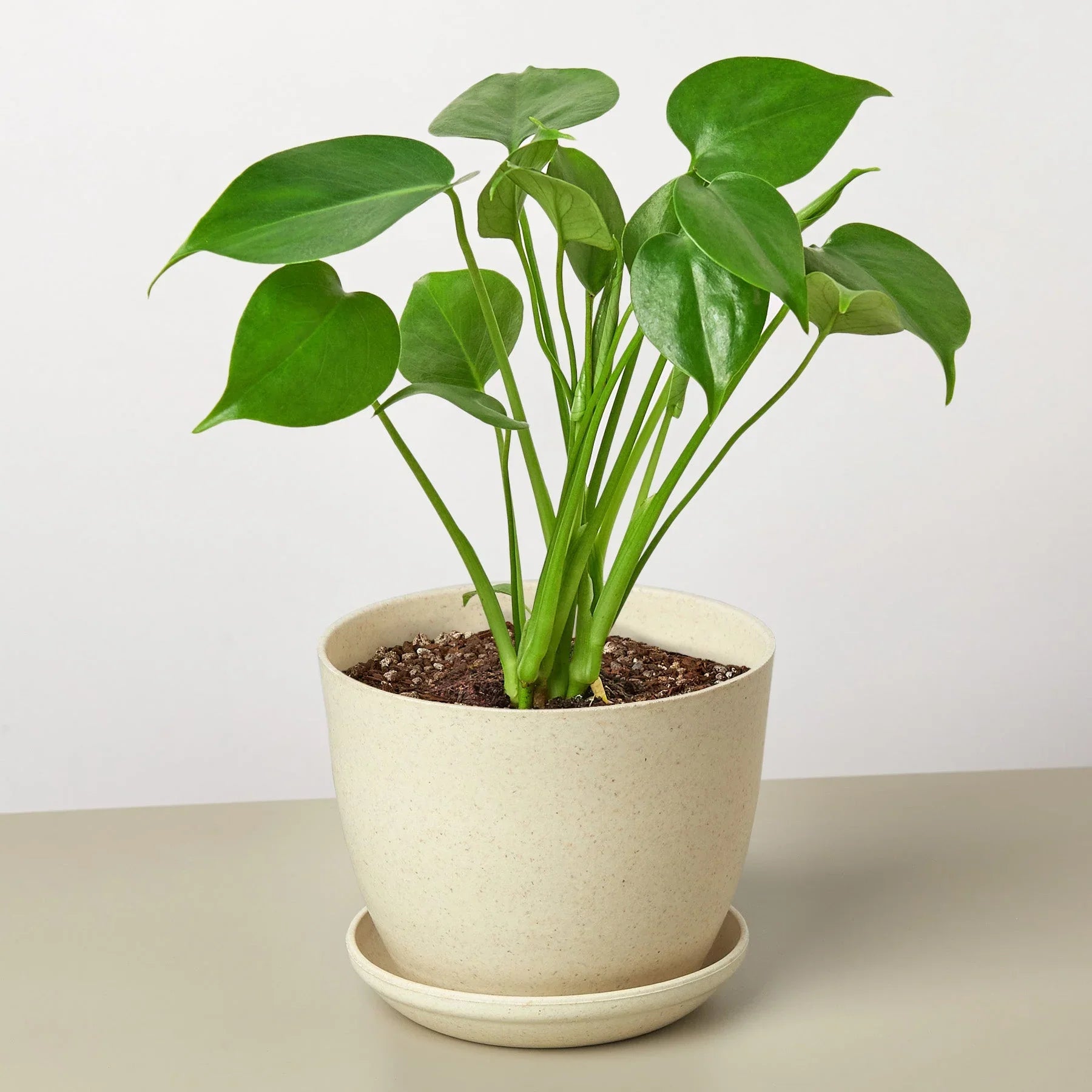Philodendron Monstera Split-Leaf - photo 7