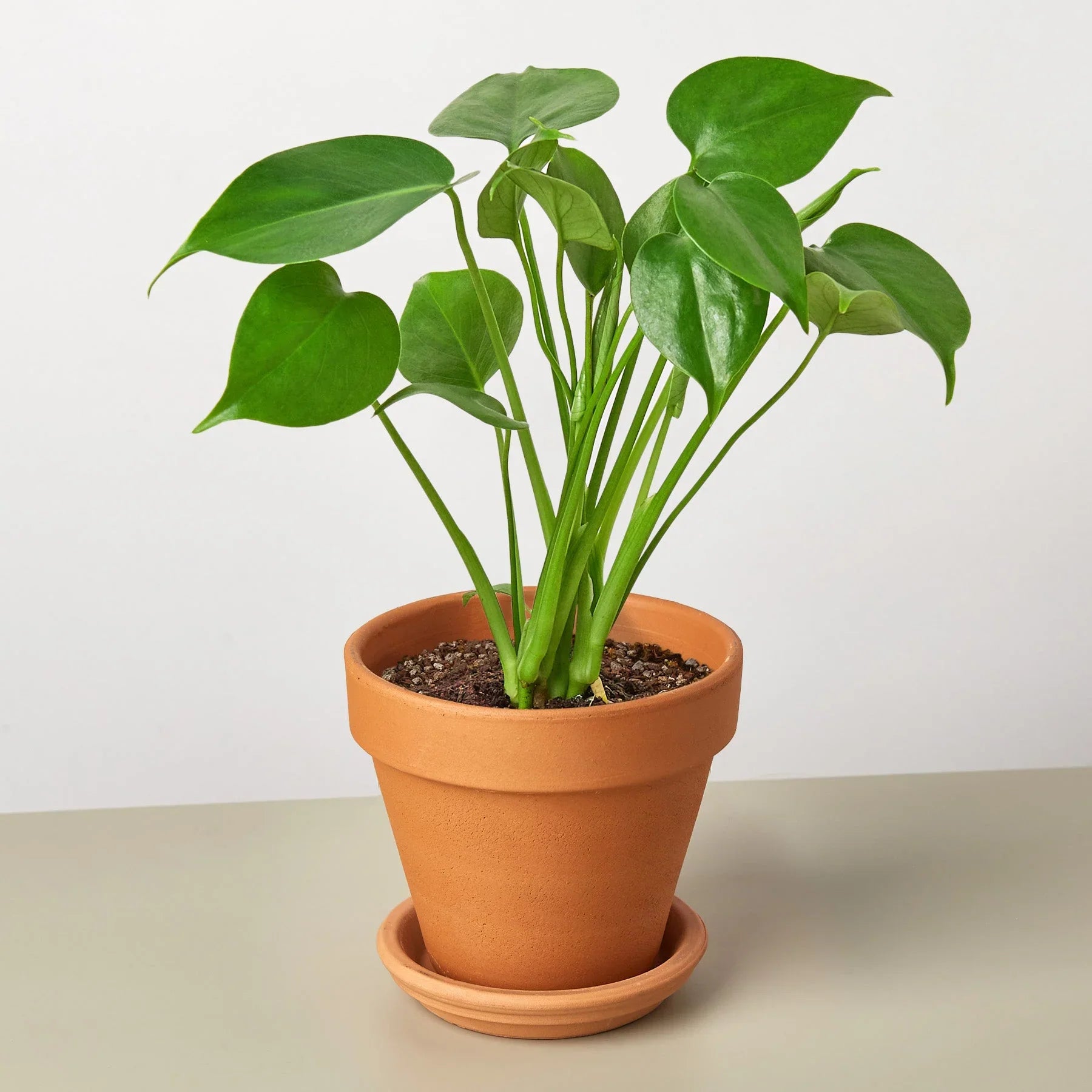 Philodendron Monstera Split-Leaf - photo 8