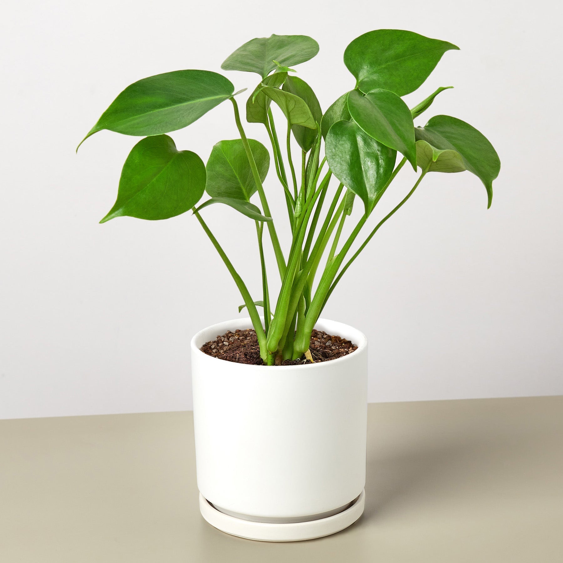 Monstera 'Split-Leaf' - photo 8