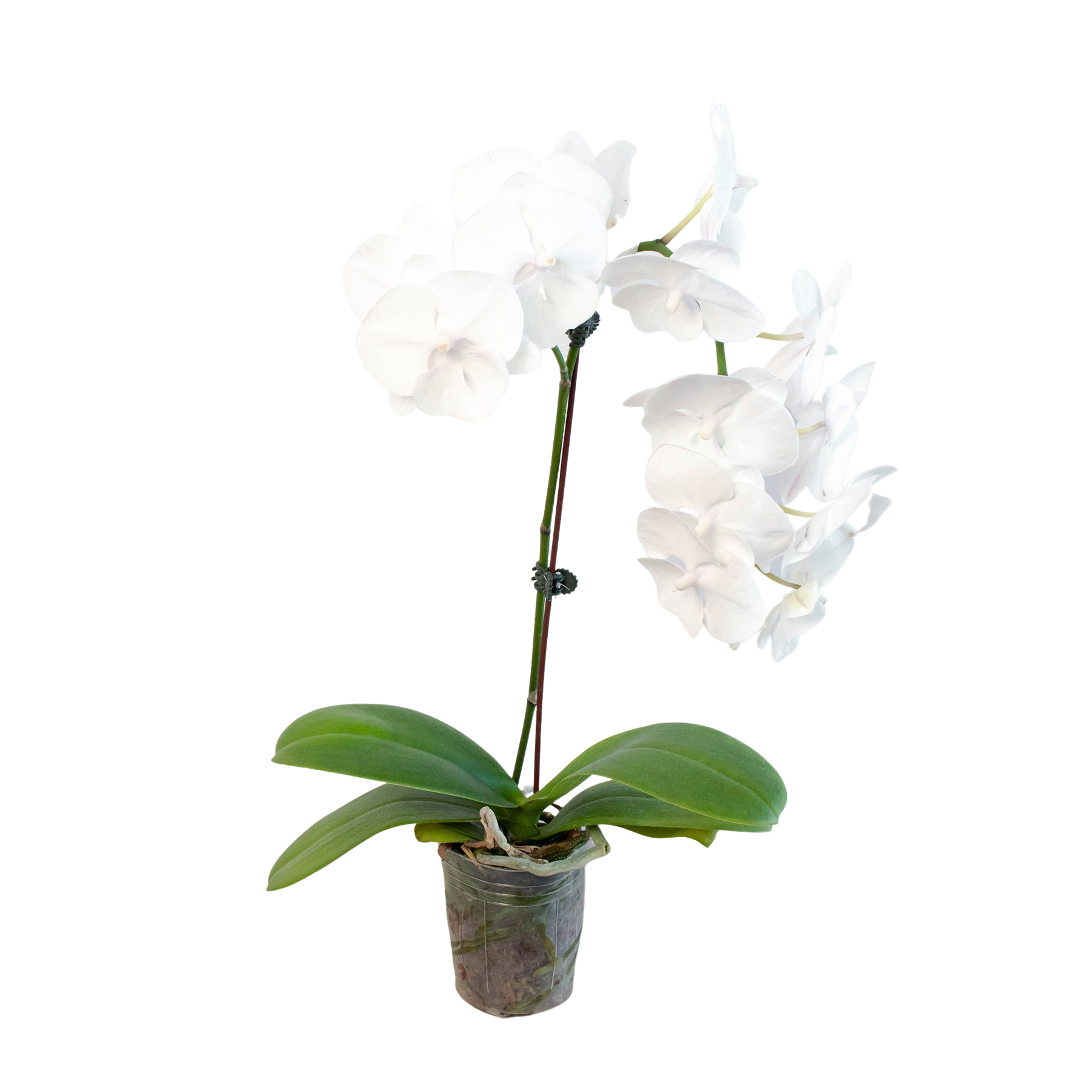 Orchid 'White Phalaenopsis' live houseplant