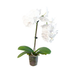 Orchid 'White Phalaenopsis' live houseplant