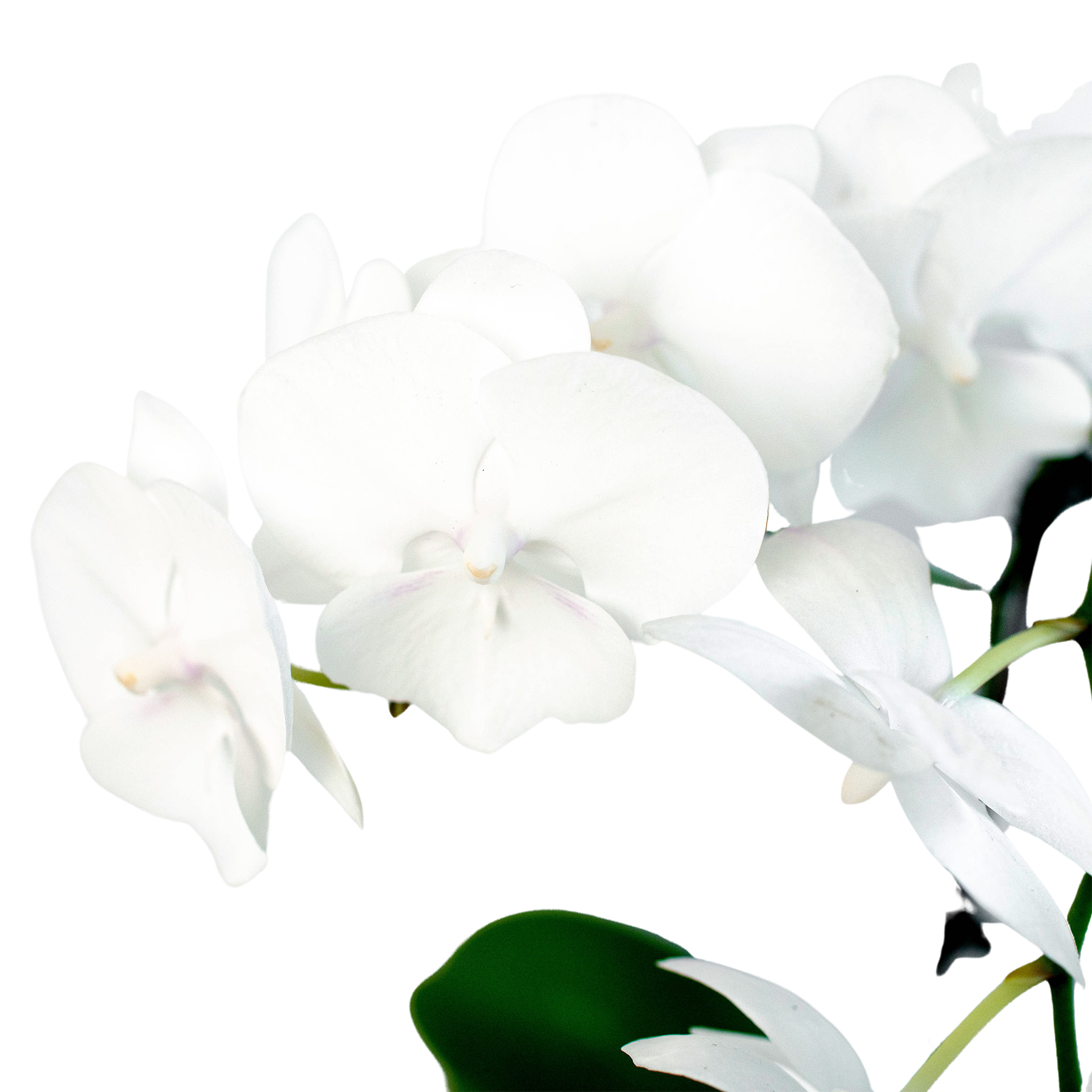 Orchid 'White Phalaenopsis' - photo 2