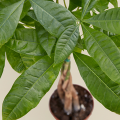 Money Tree 'Guiana Chestnut' Pachira Braid - photo 2