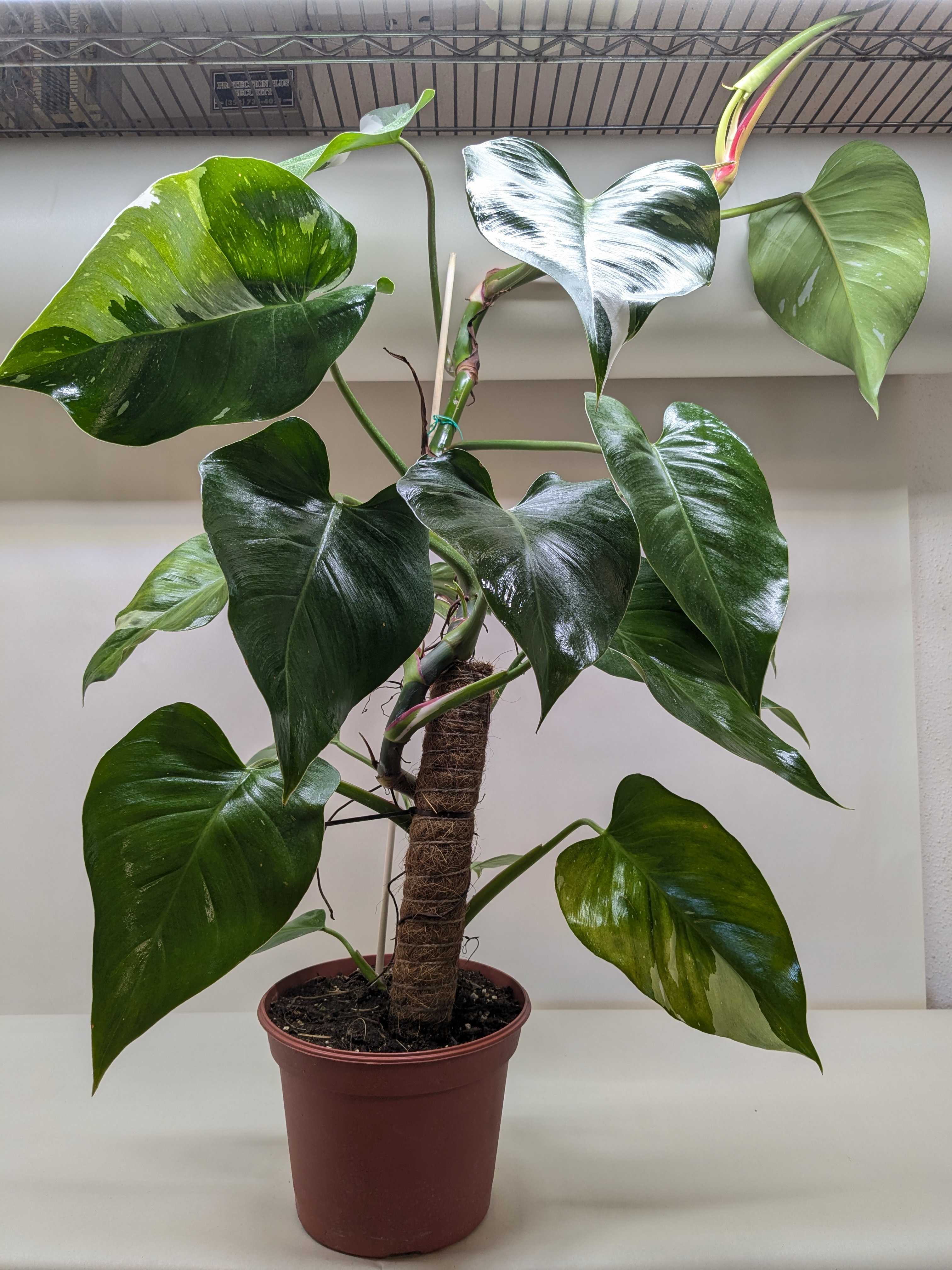Philodendron 'White Princess' - photo 7