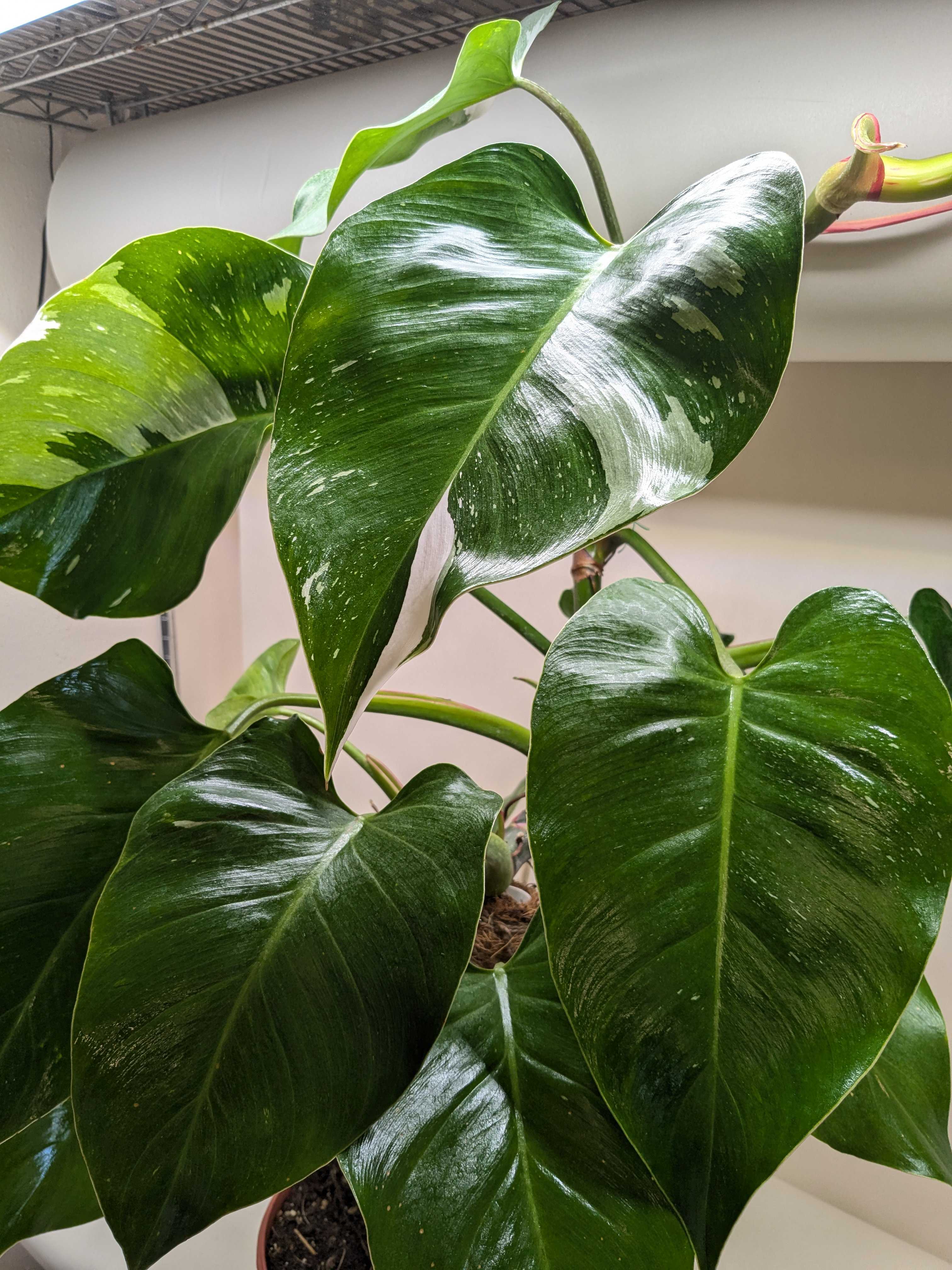 Philodendron 'White Princess' - photo 8