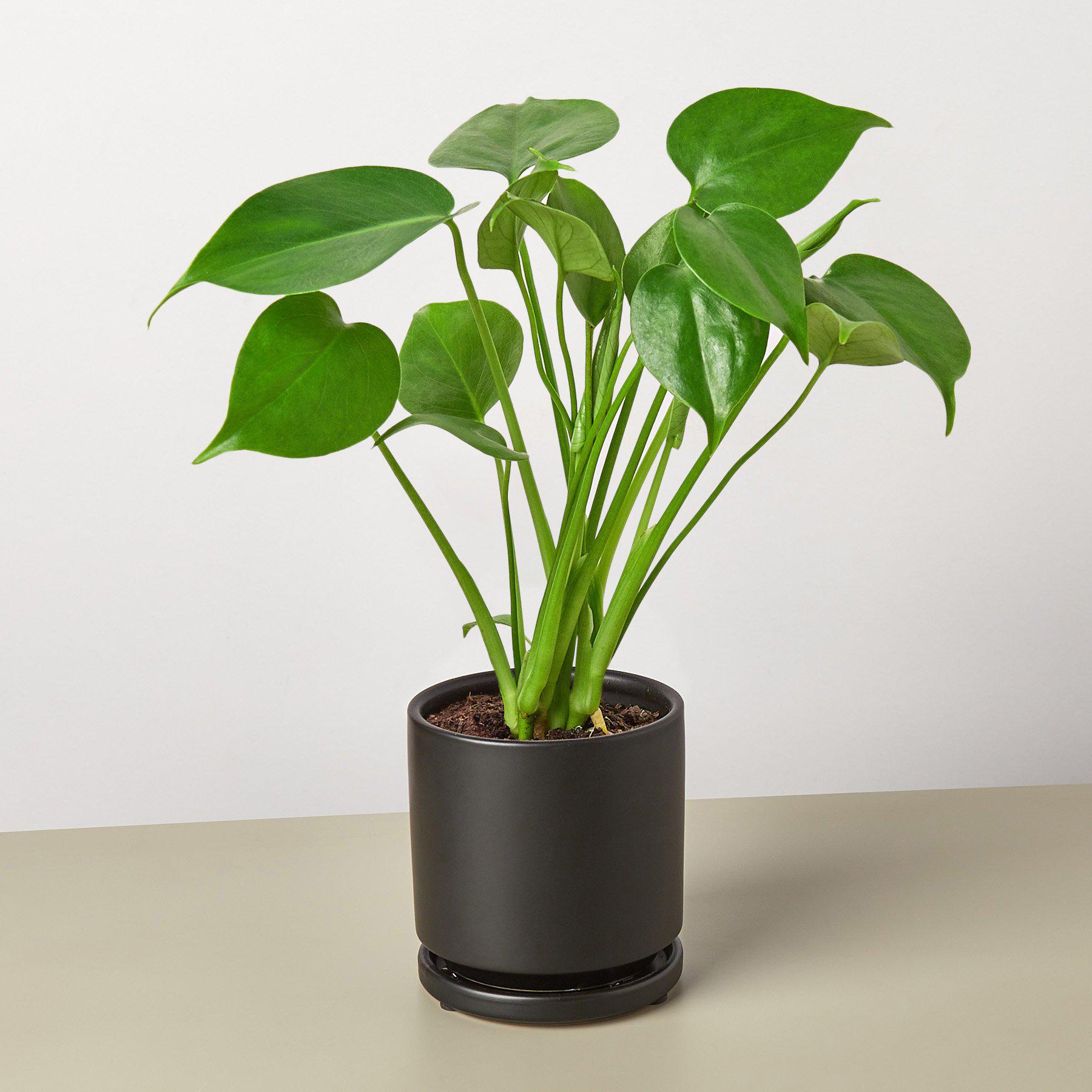 Monstera 'Split-Leaf' - photo 7