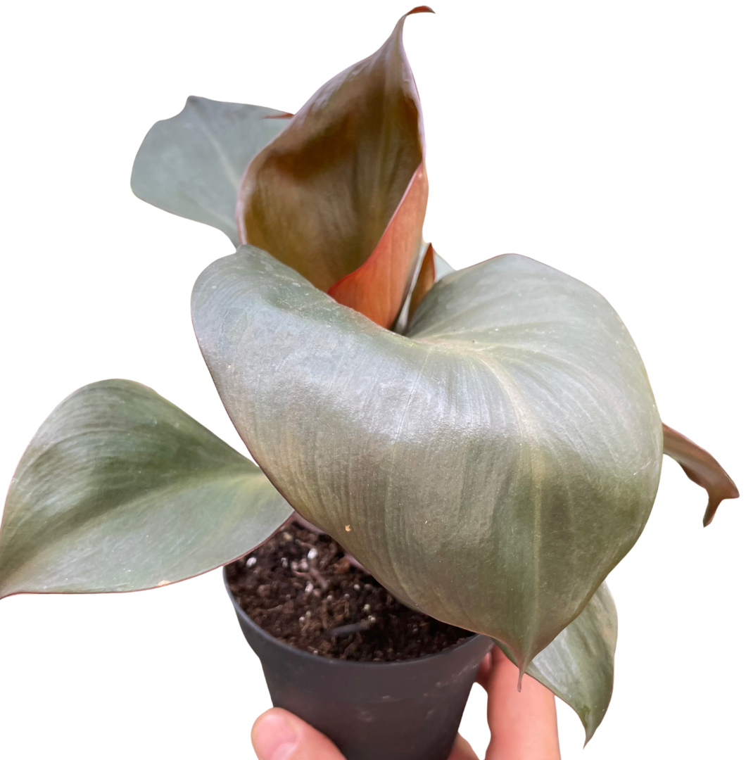 Philodendron 'Red Heart' live houseplant